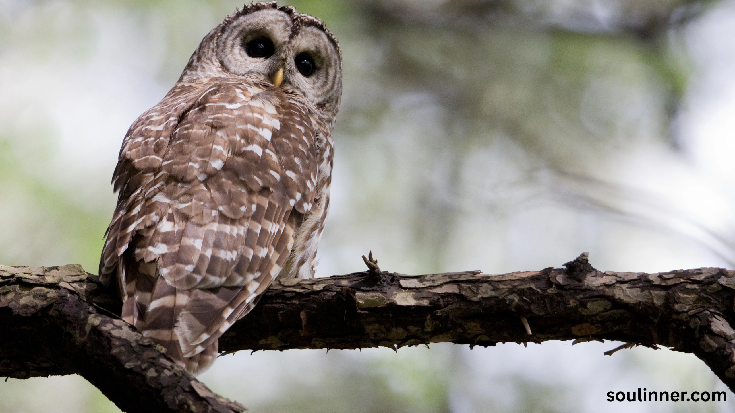 Barred Owl Spiritual Meaning