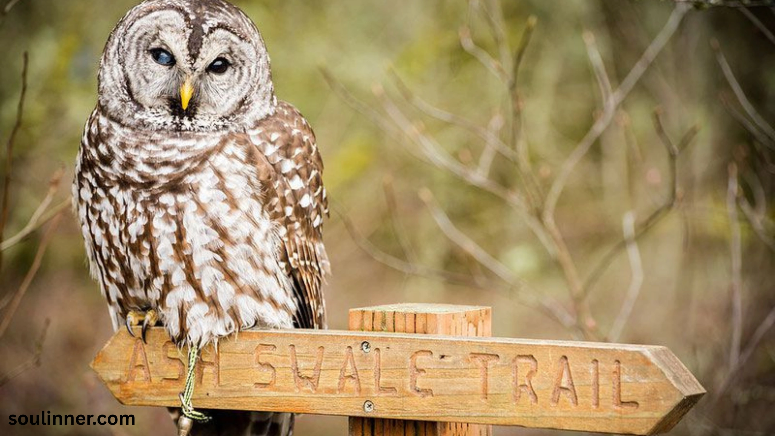 Barred Owl Spiritual Meaning