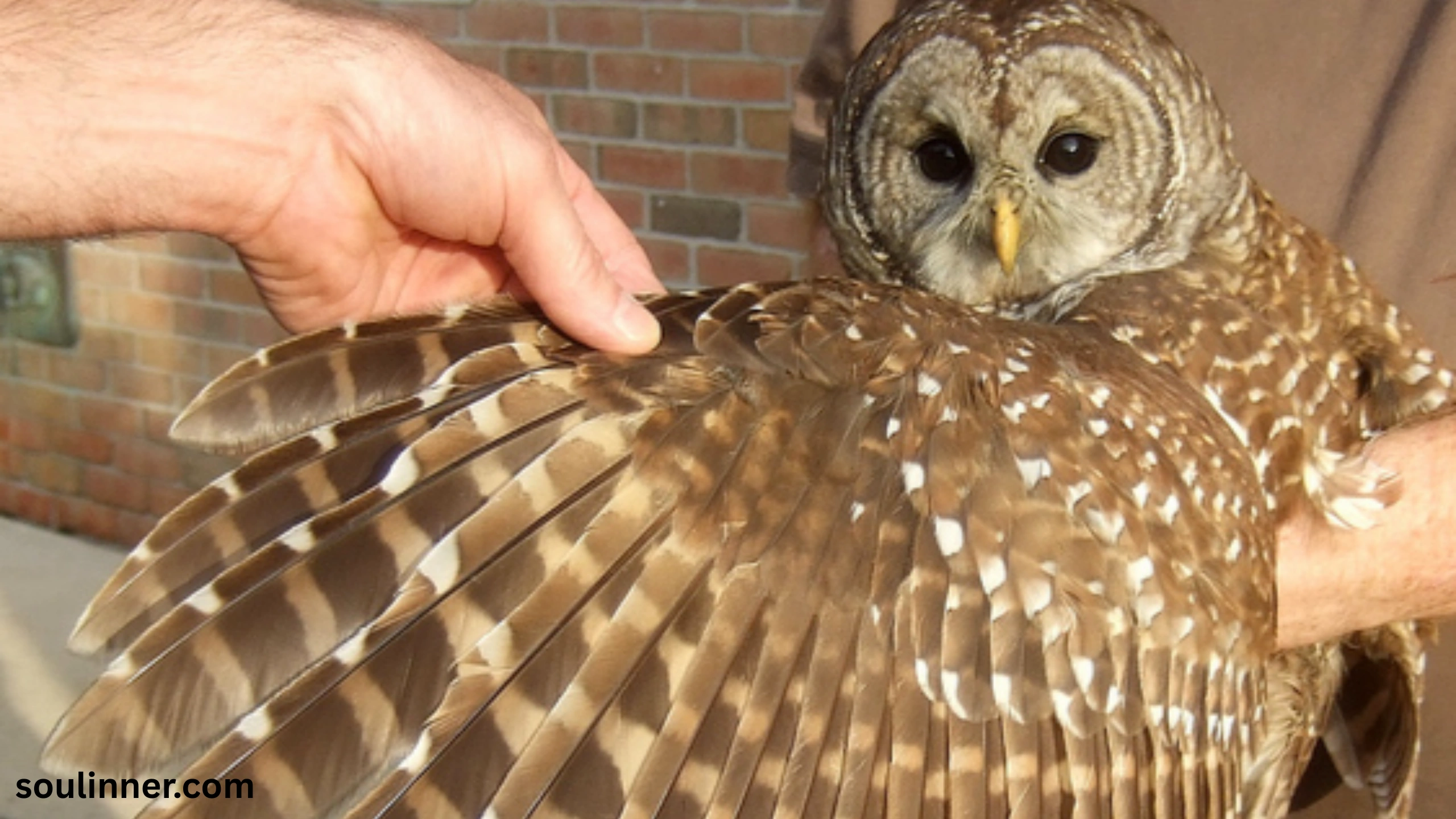 Barred Owl Spiritual Meaning