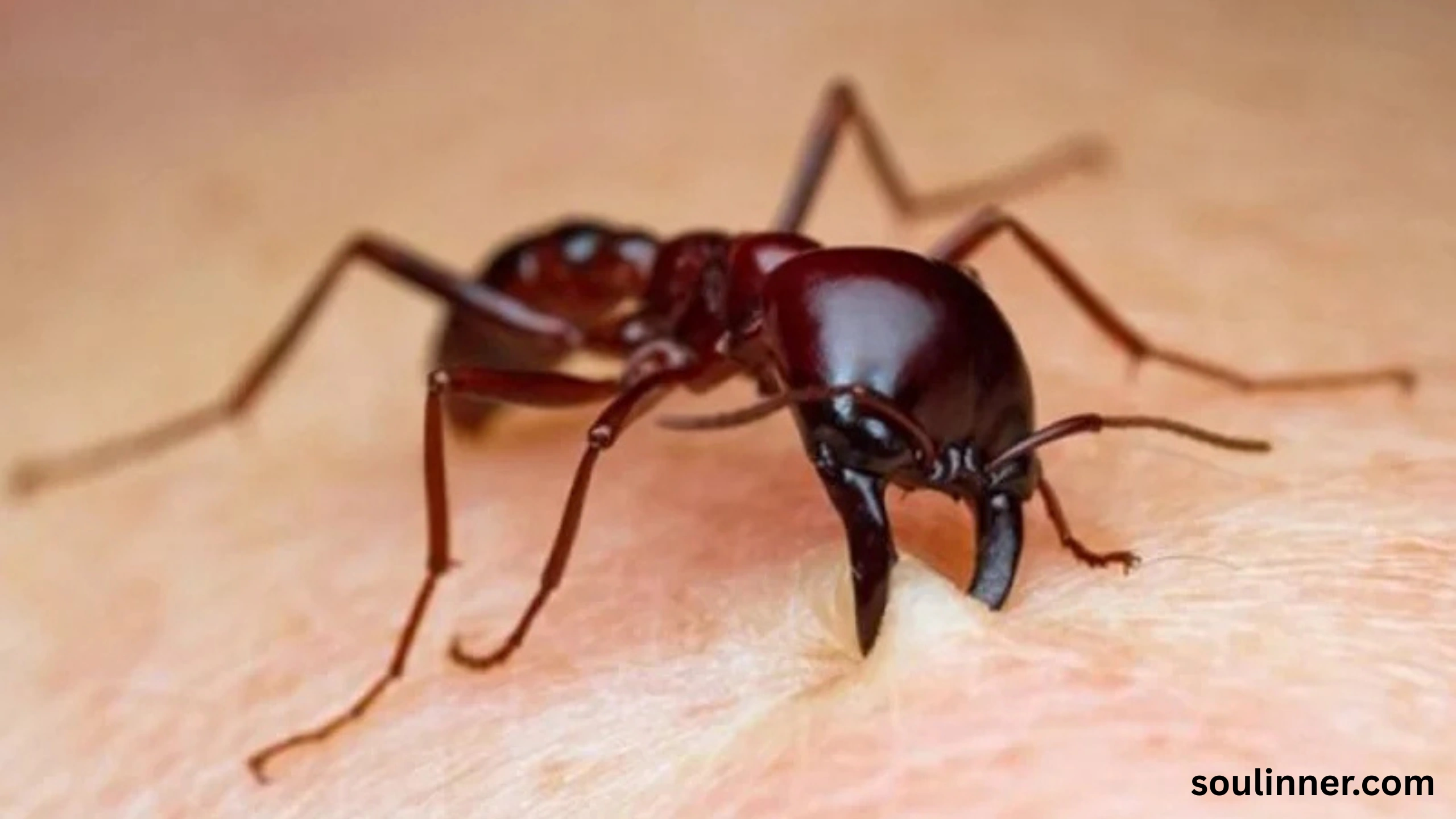 Biblical Meaning of Red Ants in Dreams