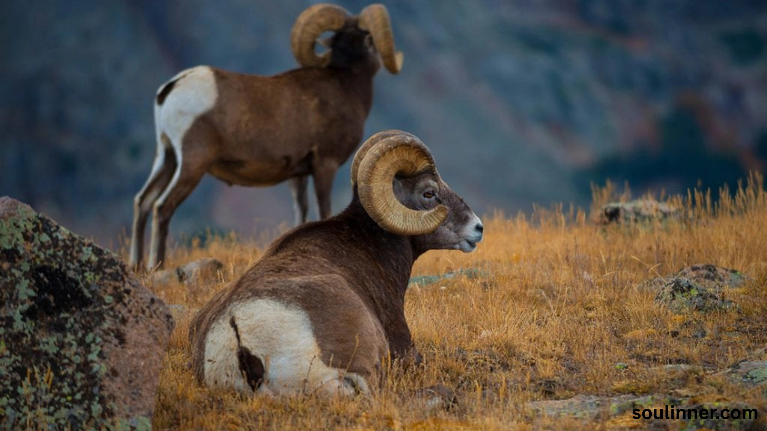 Biblical Meaning of a Ram in a Dream