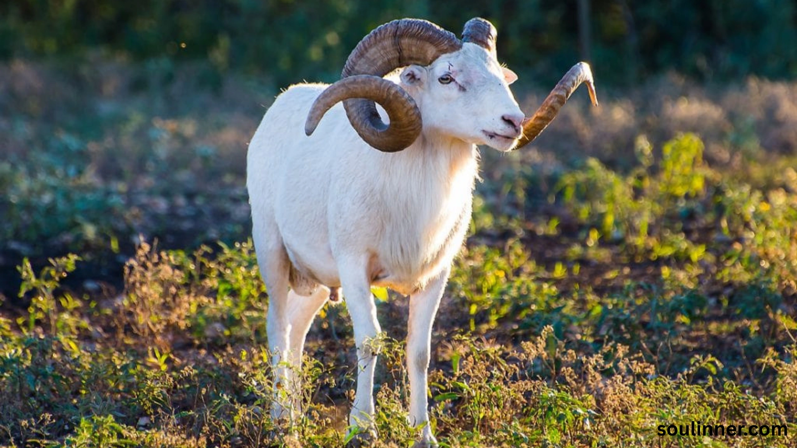 Biblical Meaning of a Ram in a Dream
