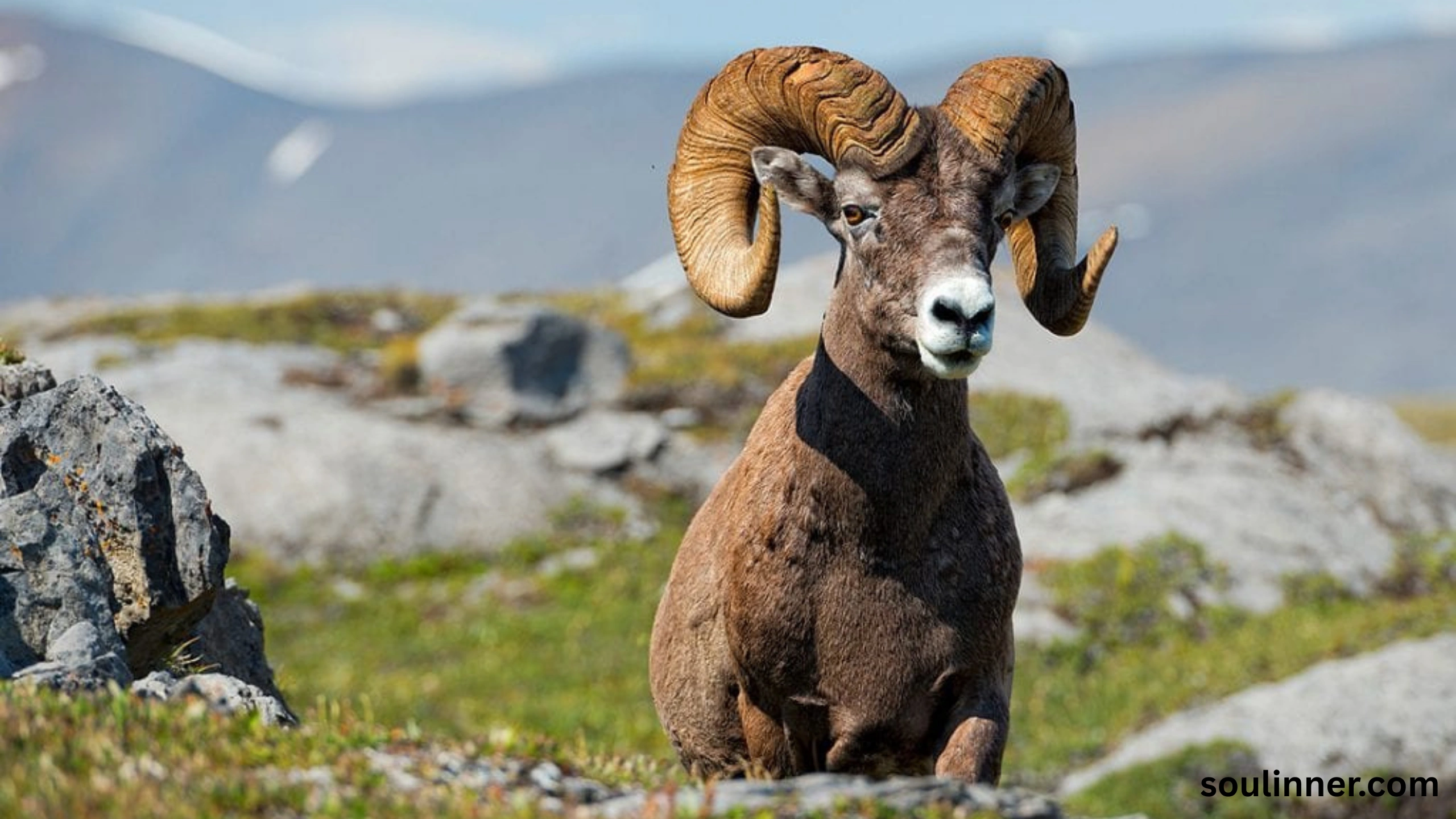 Biblical Meaning of a Ram in a Dream