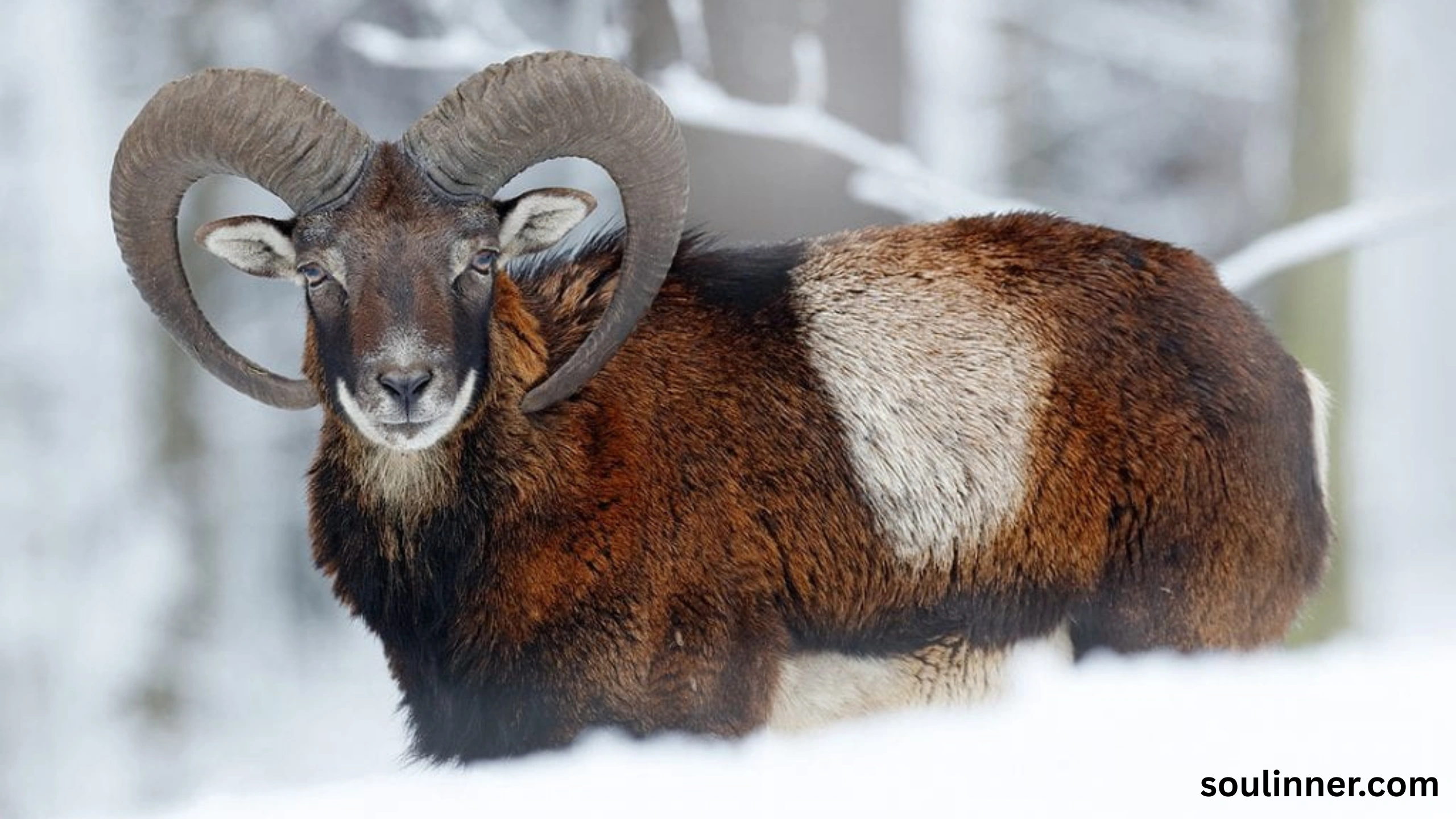Biblical Meaning of a Ram in a Dream