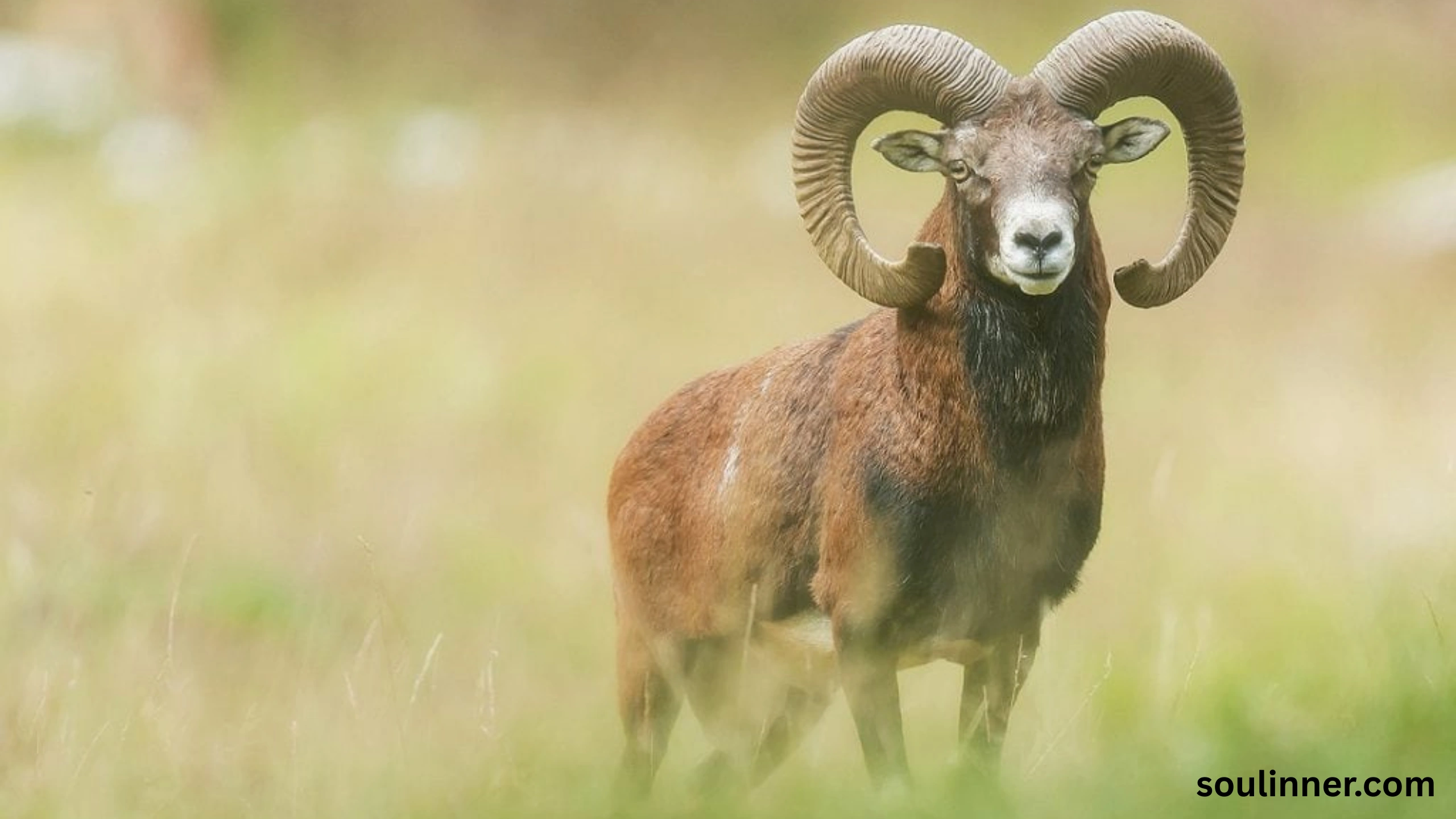 Biblical Meaning of a Ram in a Dream