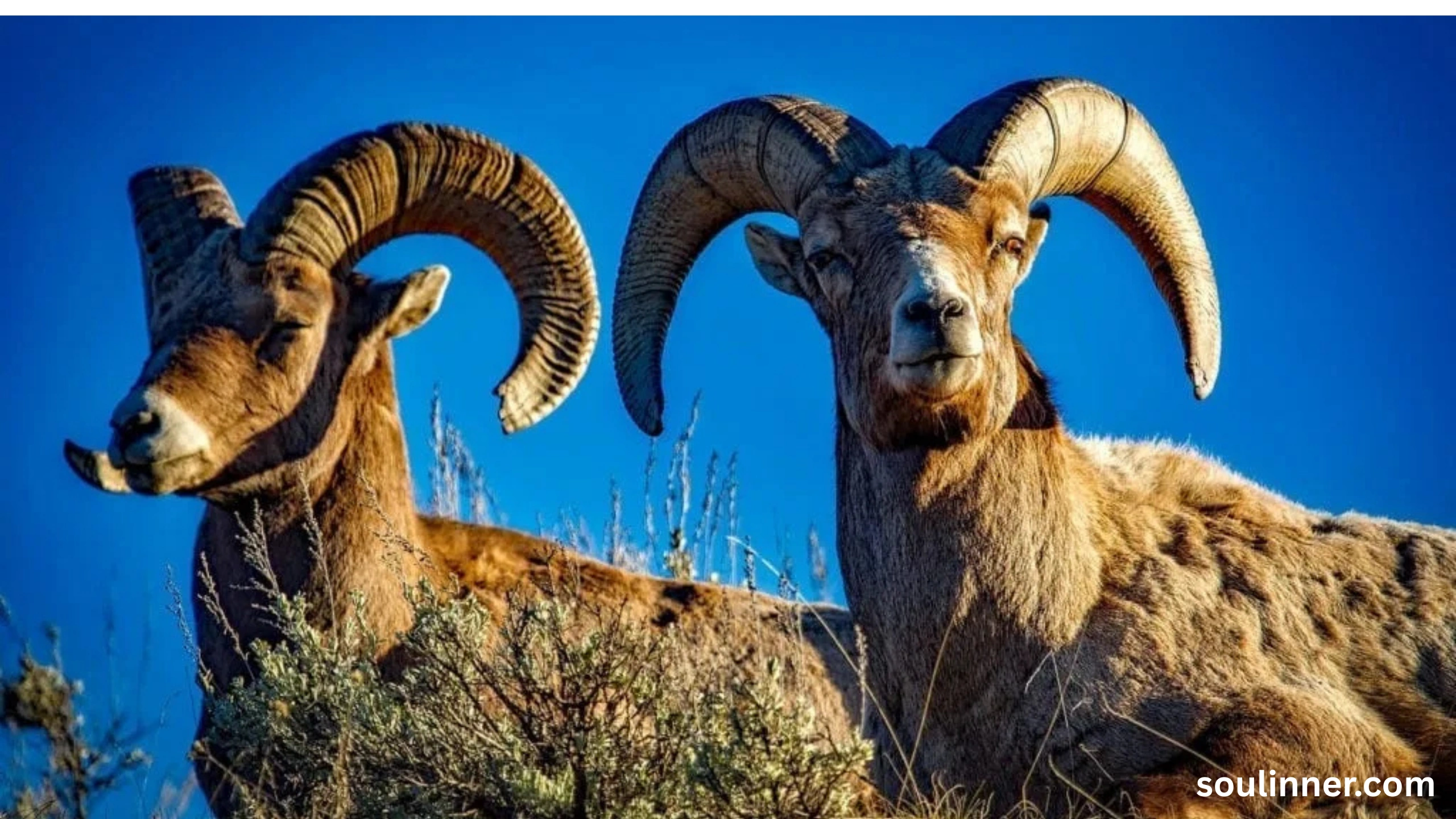 Biblical Meaning of a Ram in a Dream