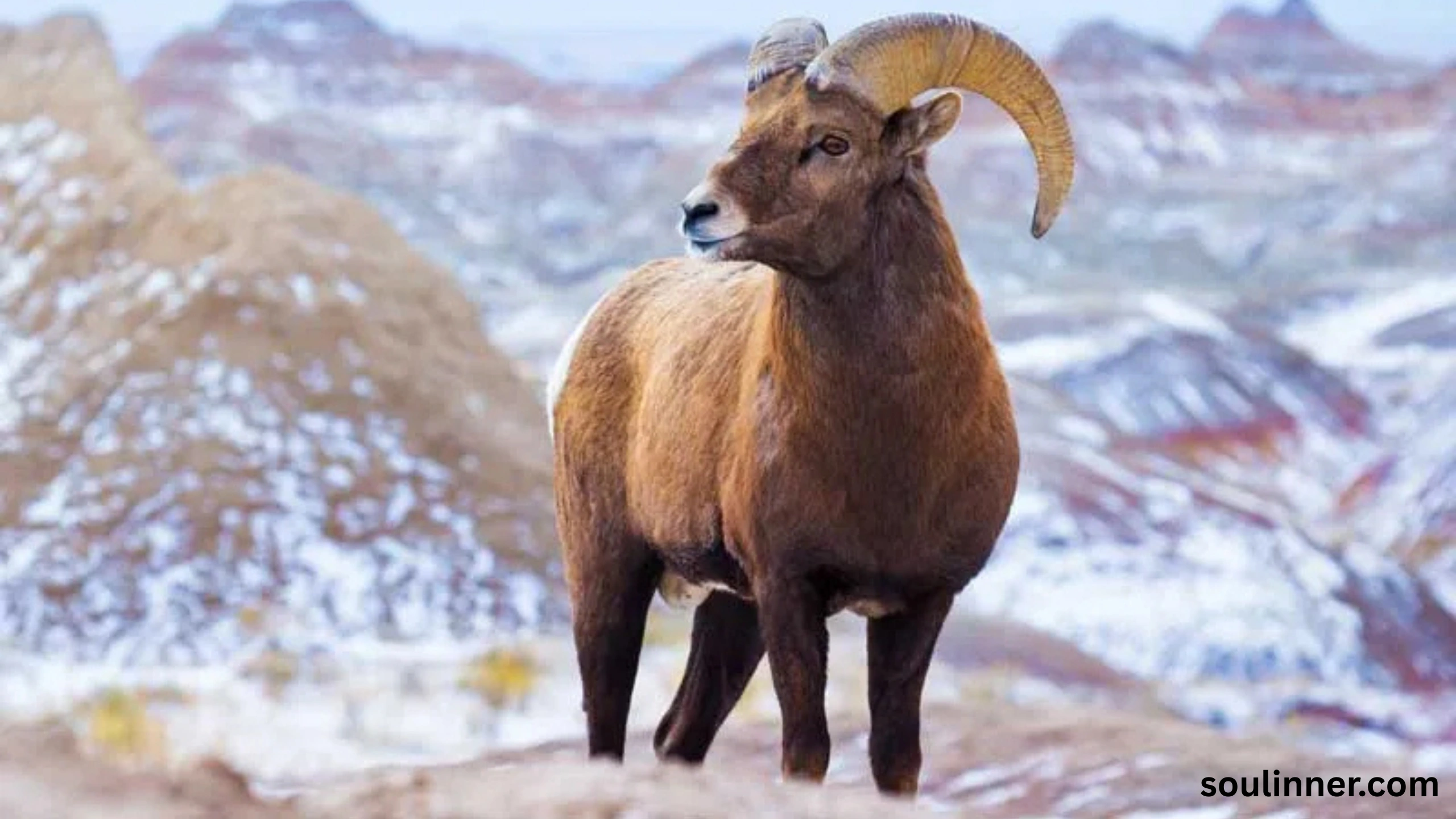 Biblical Meaning of a Ram in a Dream