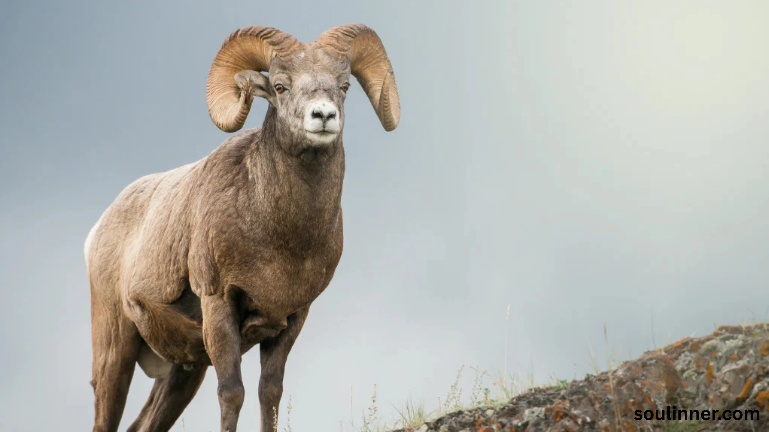 Biblical Meaning of a Ram in a Dream