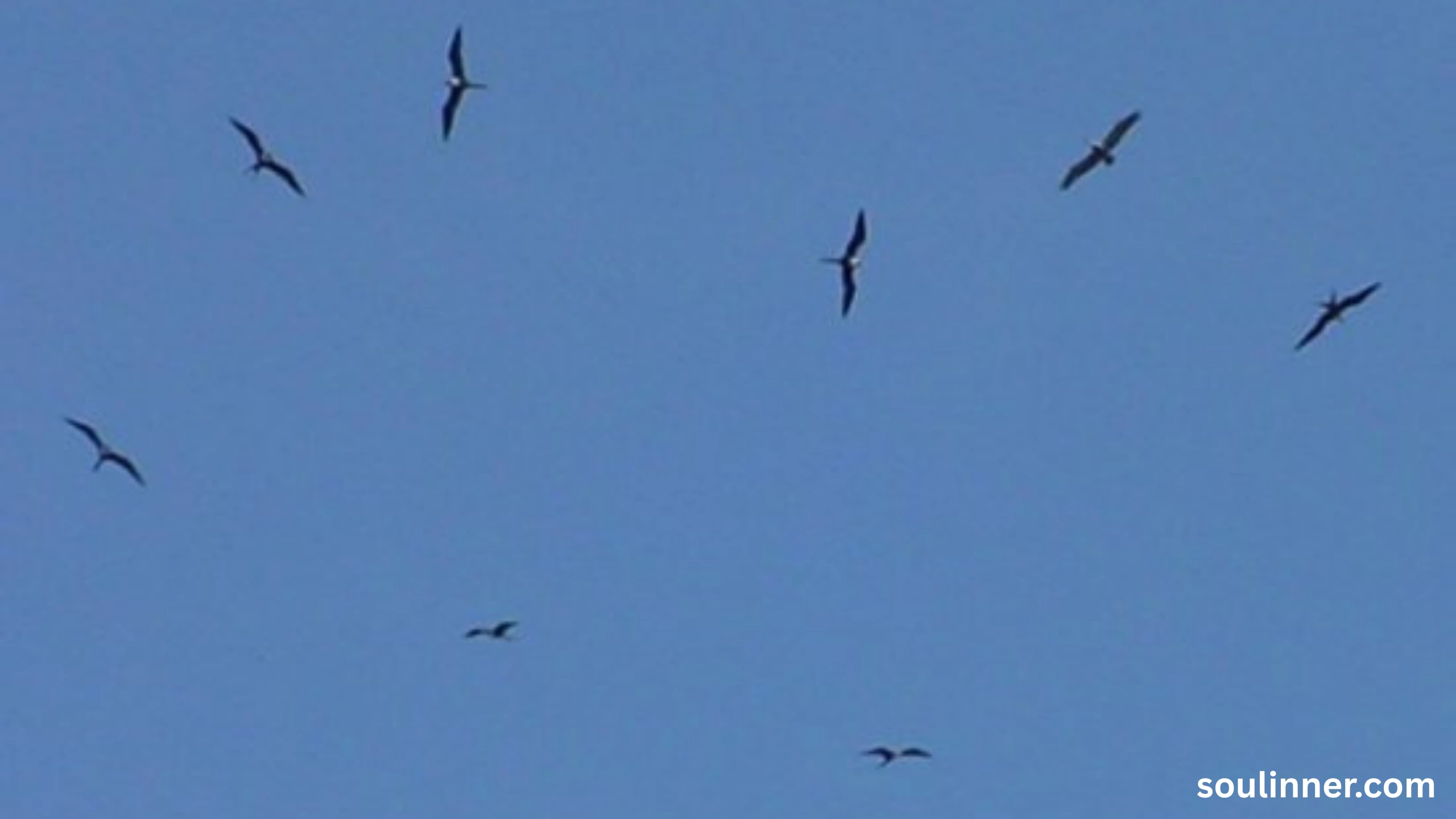 Birds Flying In A Circle Spiritual Meaning