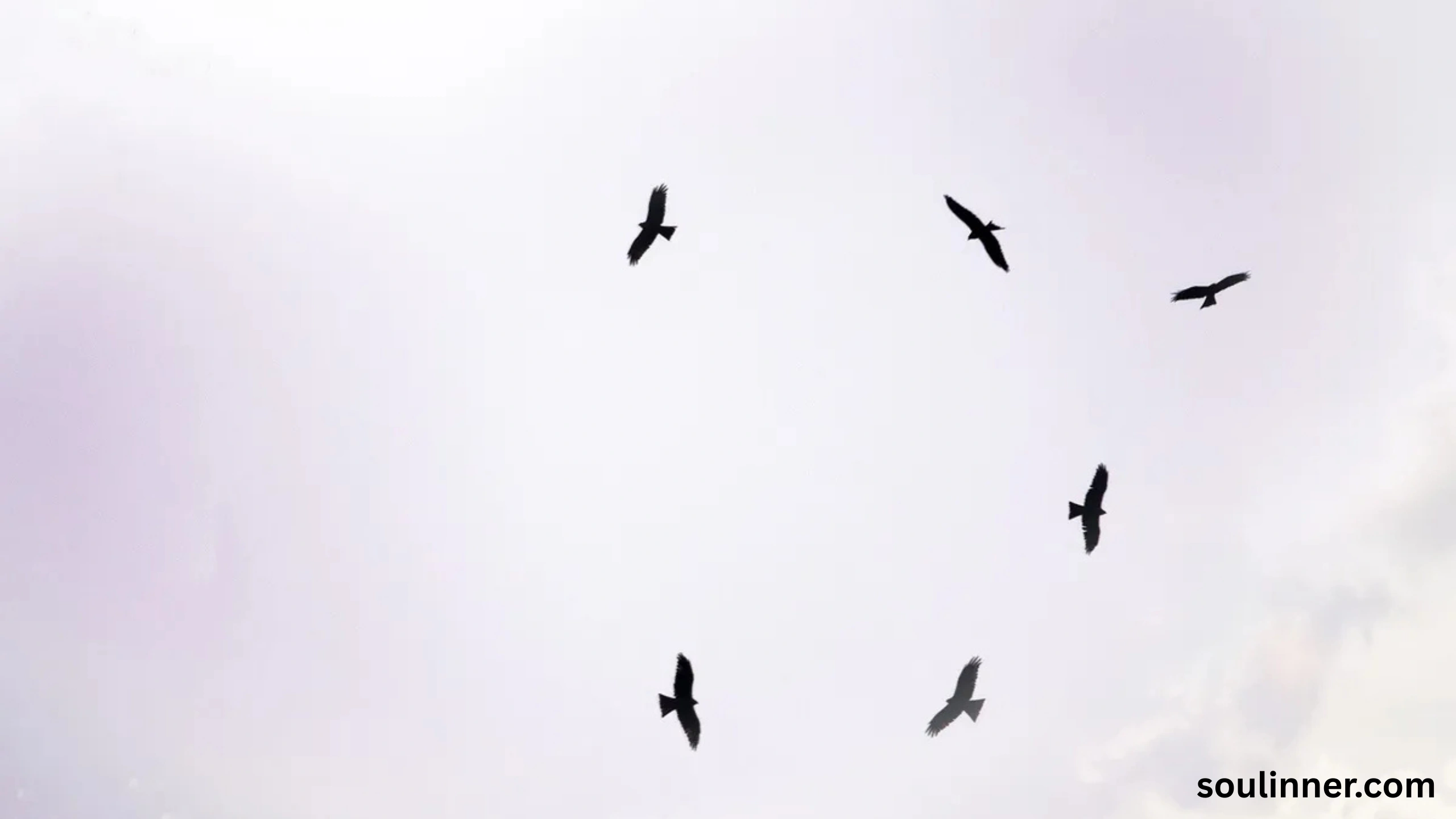 Birds Flying In A Circle Spiritual Meaning