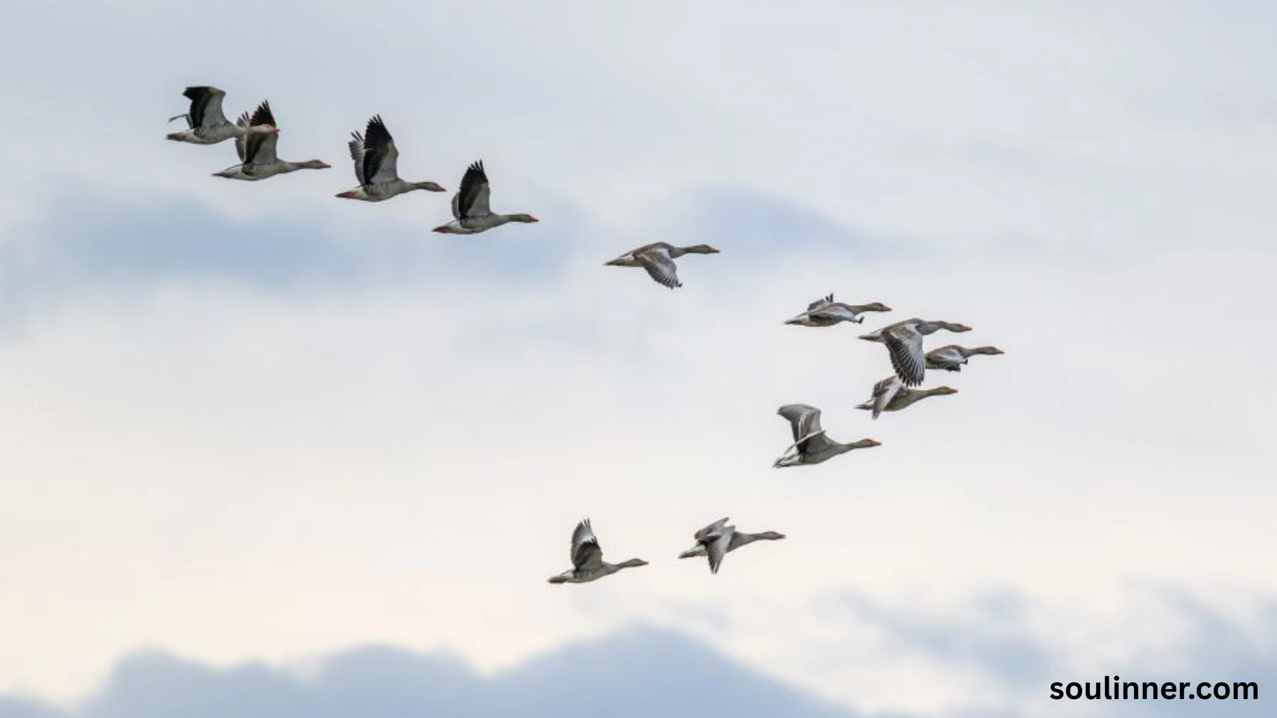 Birds Flying In A Circle Spiritual Meaning