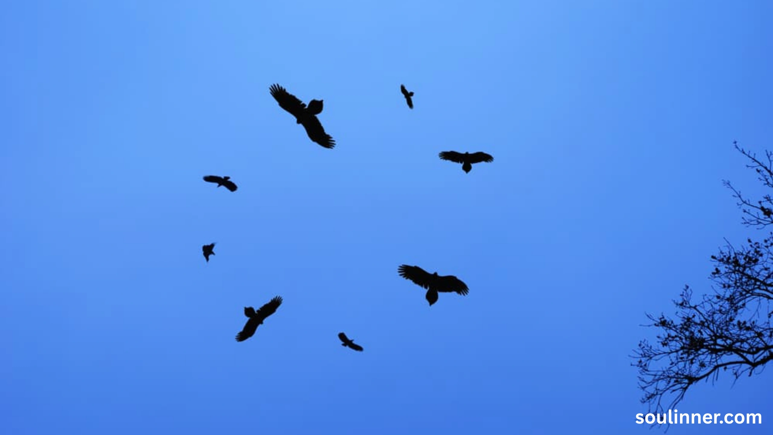 Birds Flying In A Circle Spiritual Meaning
