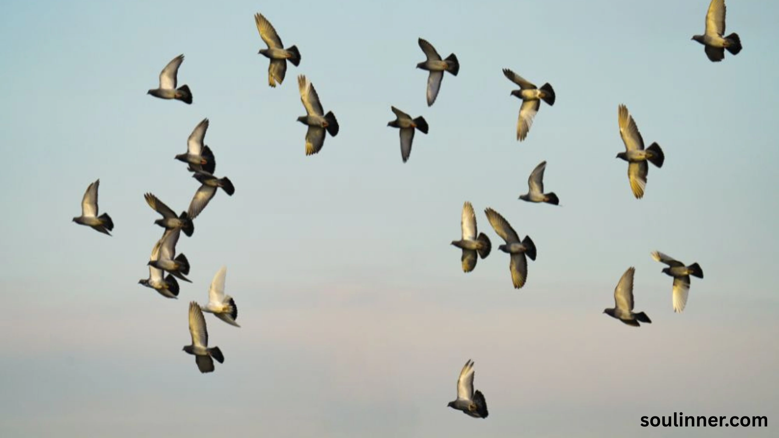 Birds Flying In A Circle Spiritual Meaning