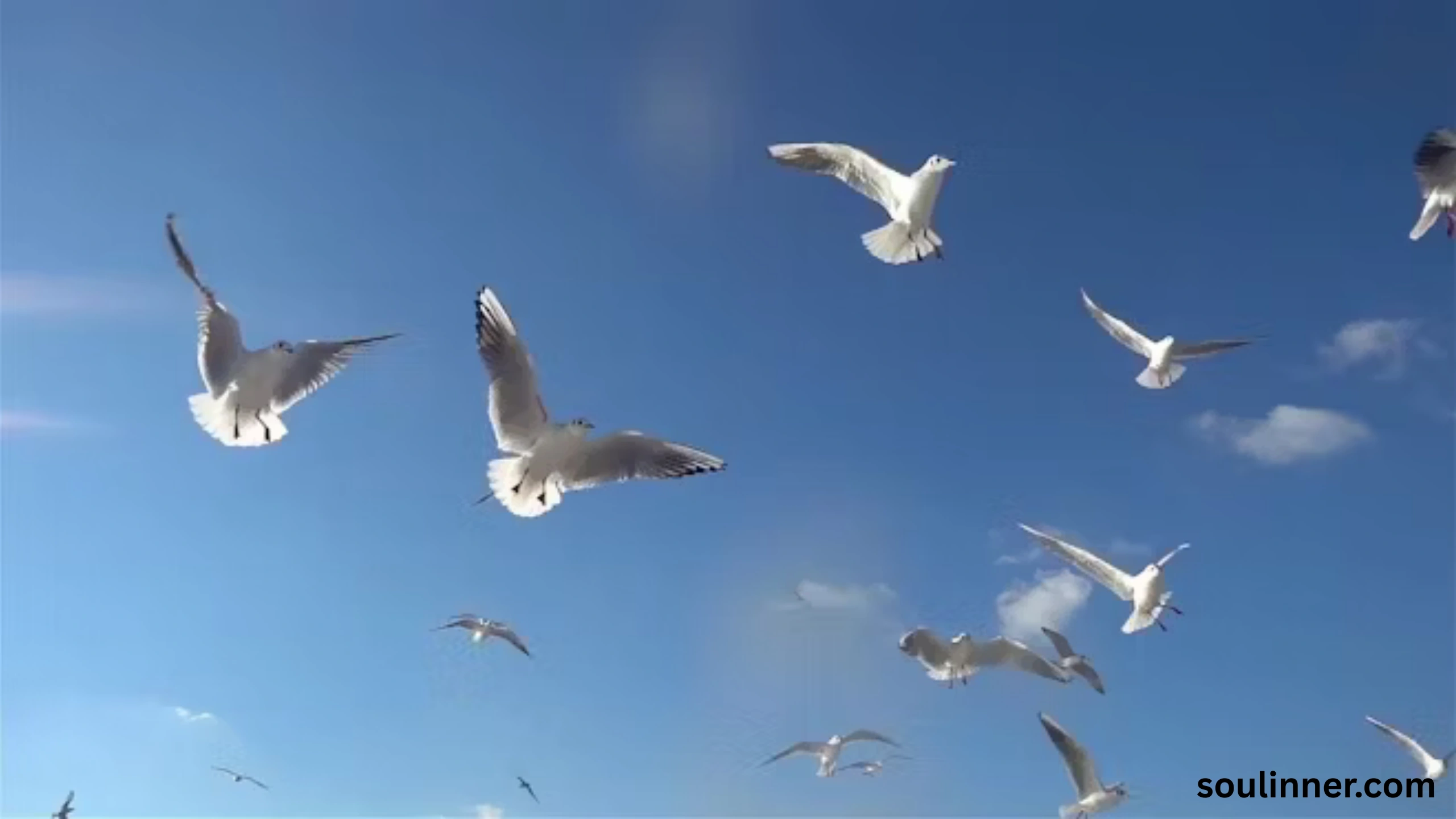 Birds Flying In A Circle Spiritual Meaning