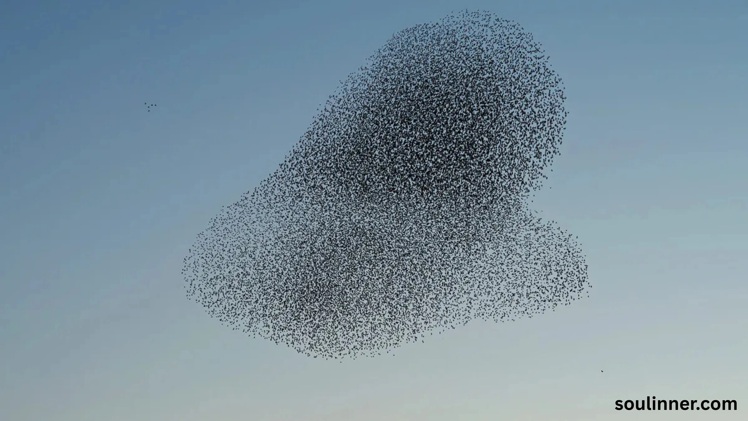Birds Flying In A Circle Spiritual Meaning