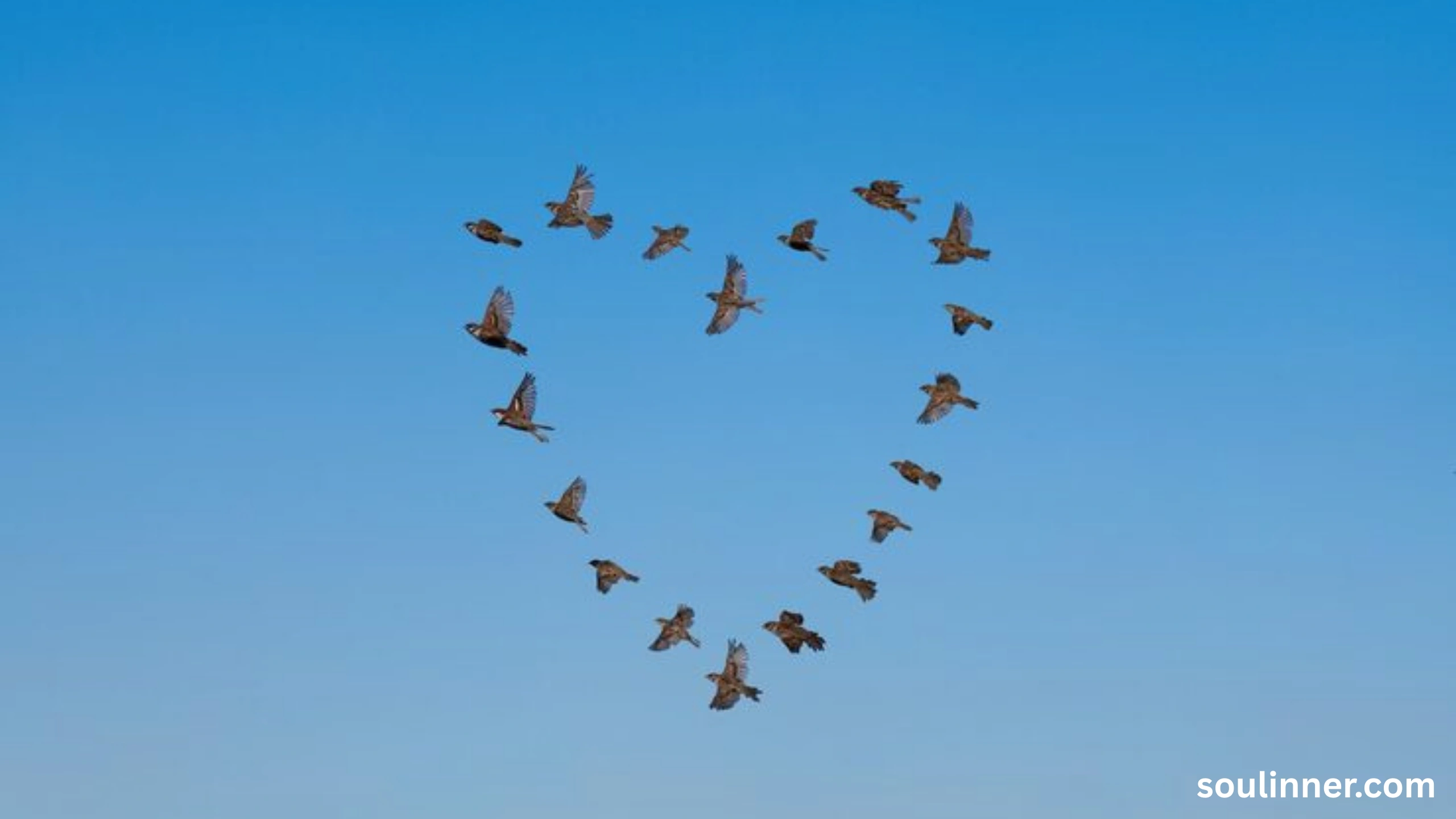Birds Flying In A Circle Spiritual Meaning