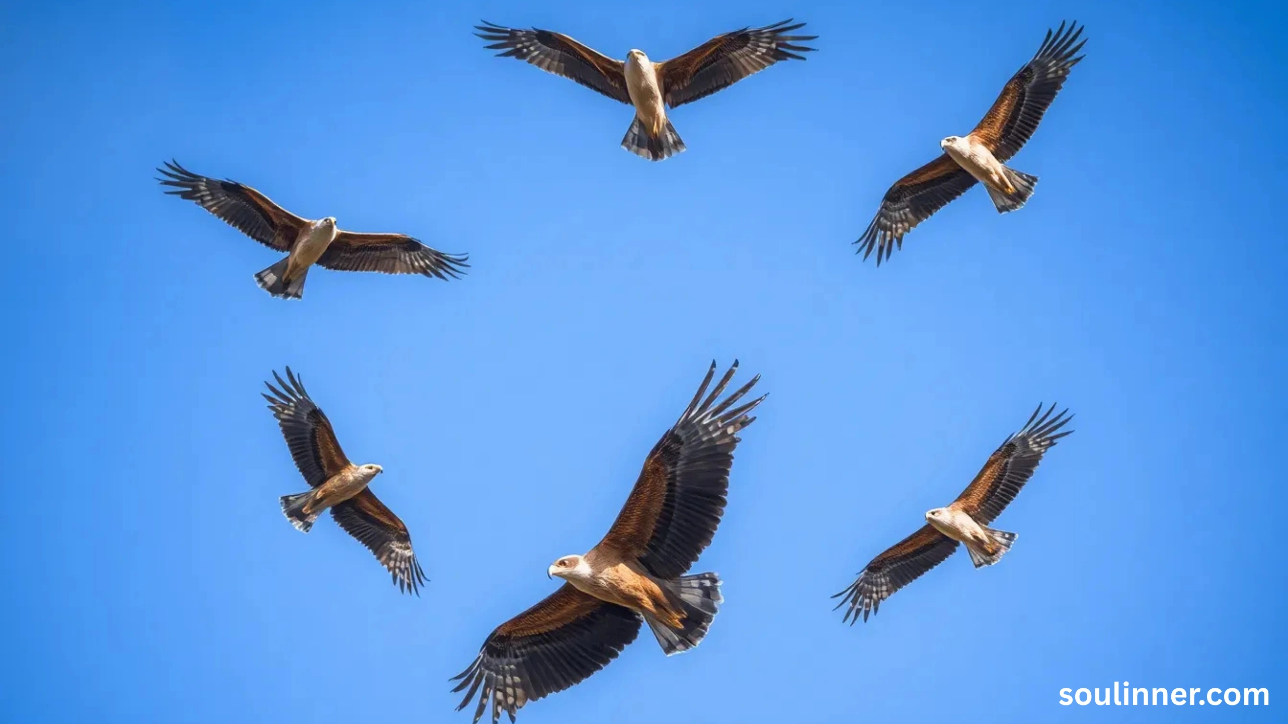 Birds Flying In A Circle Spiritual Meaning