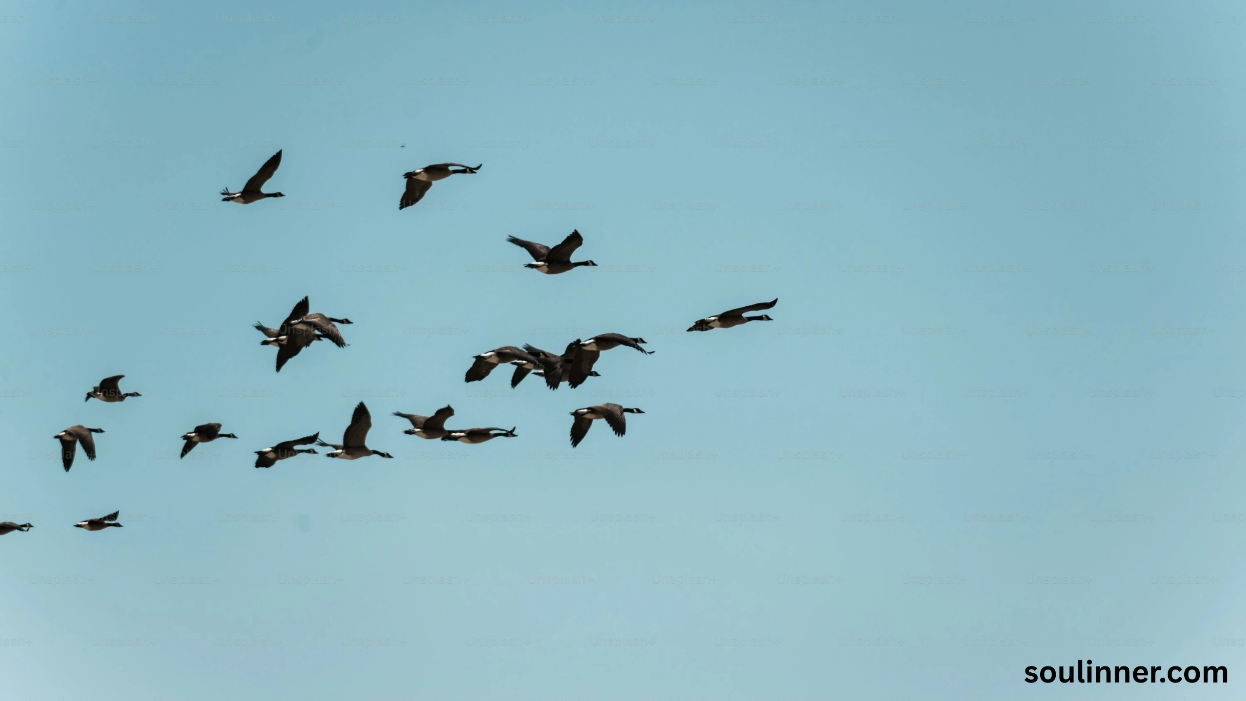 Birds Flying In A Circle Spiritual Meaning