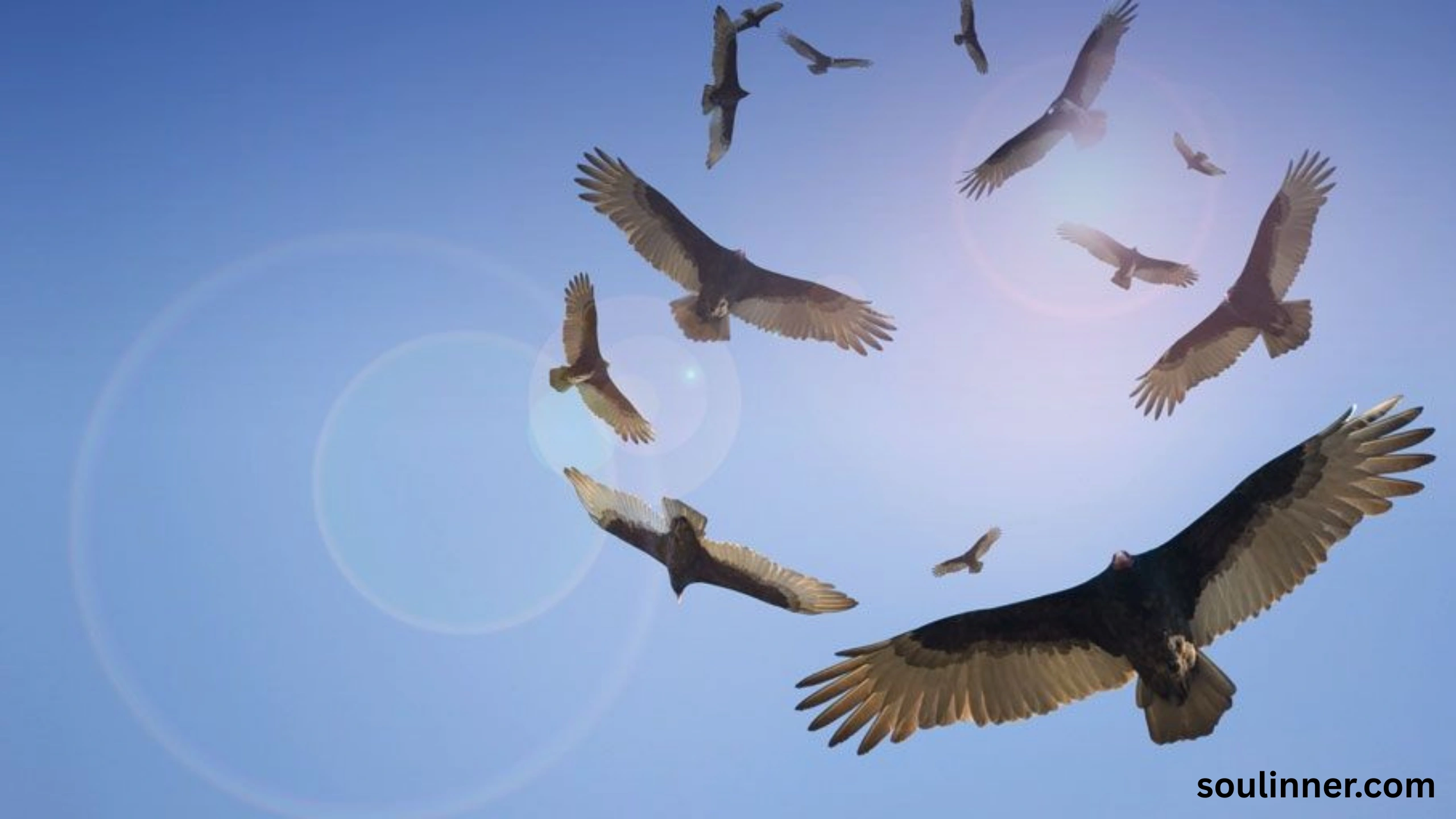 Birds Flying In A Circle Spiritual Meaning