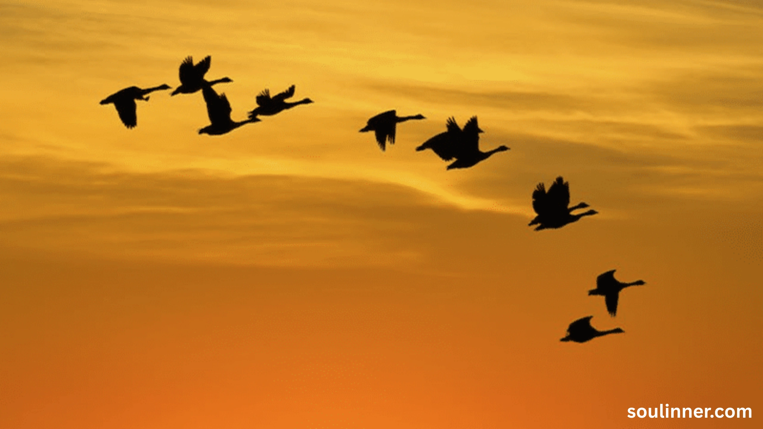 Birds Flying In A Circle Spiritual Meaning