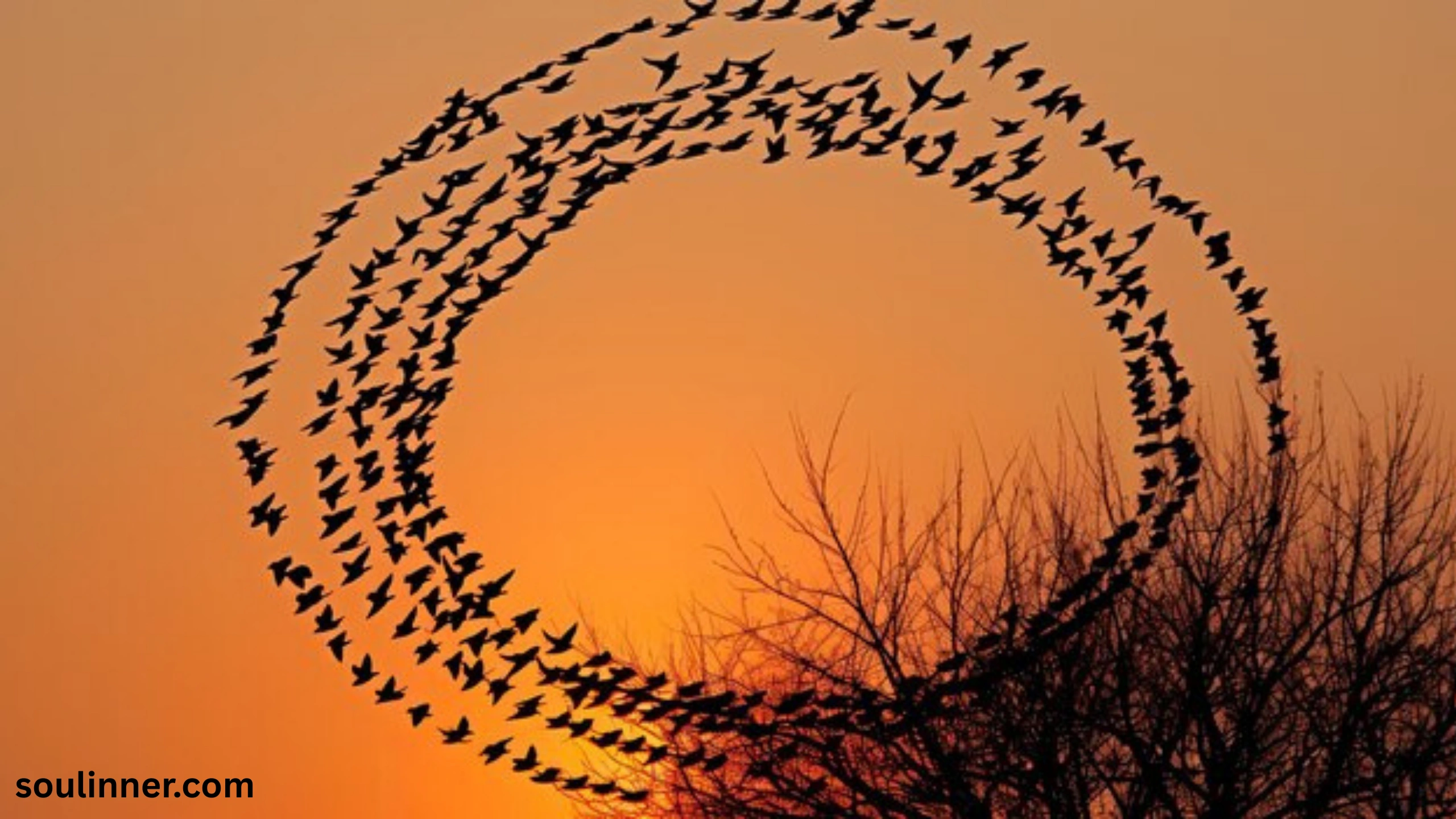 Birds Flying In A Circle Spiritual Meaning