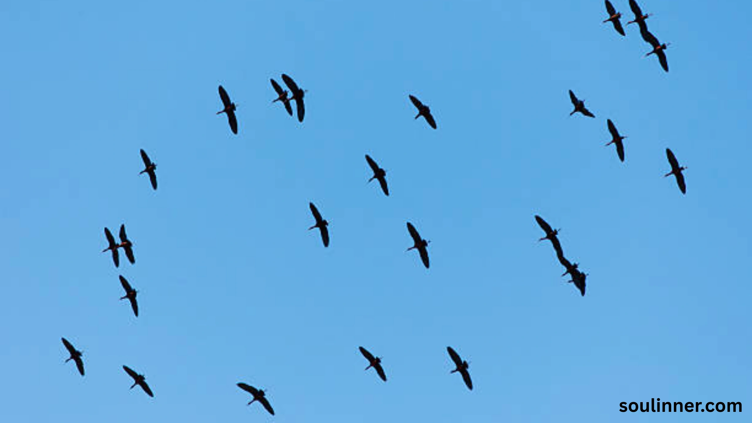 Birds Flying In A Circle Spiritual Meaning