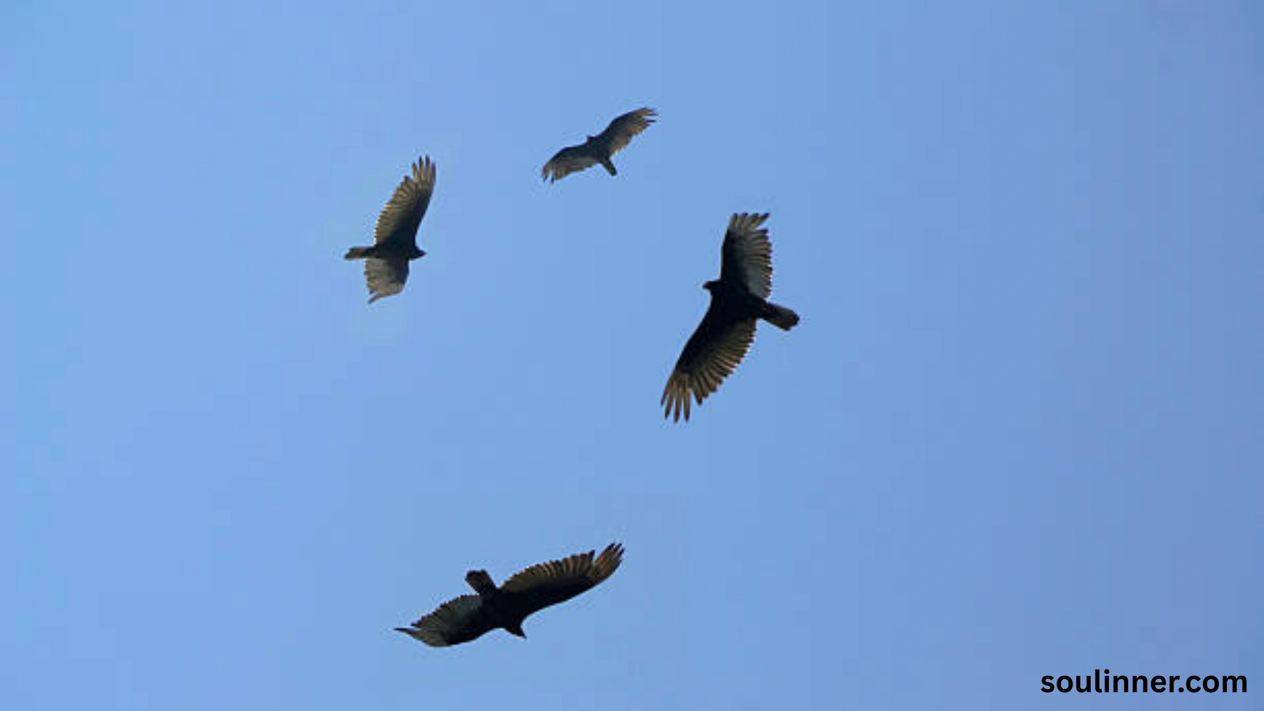 Birds Flying In A Circle Spiritual Meaning