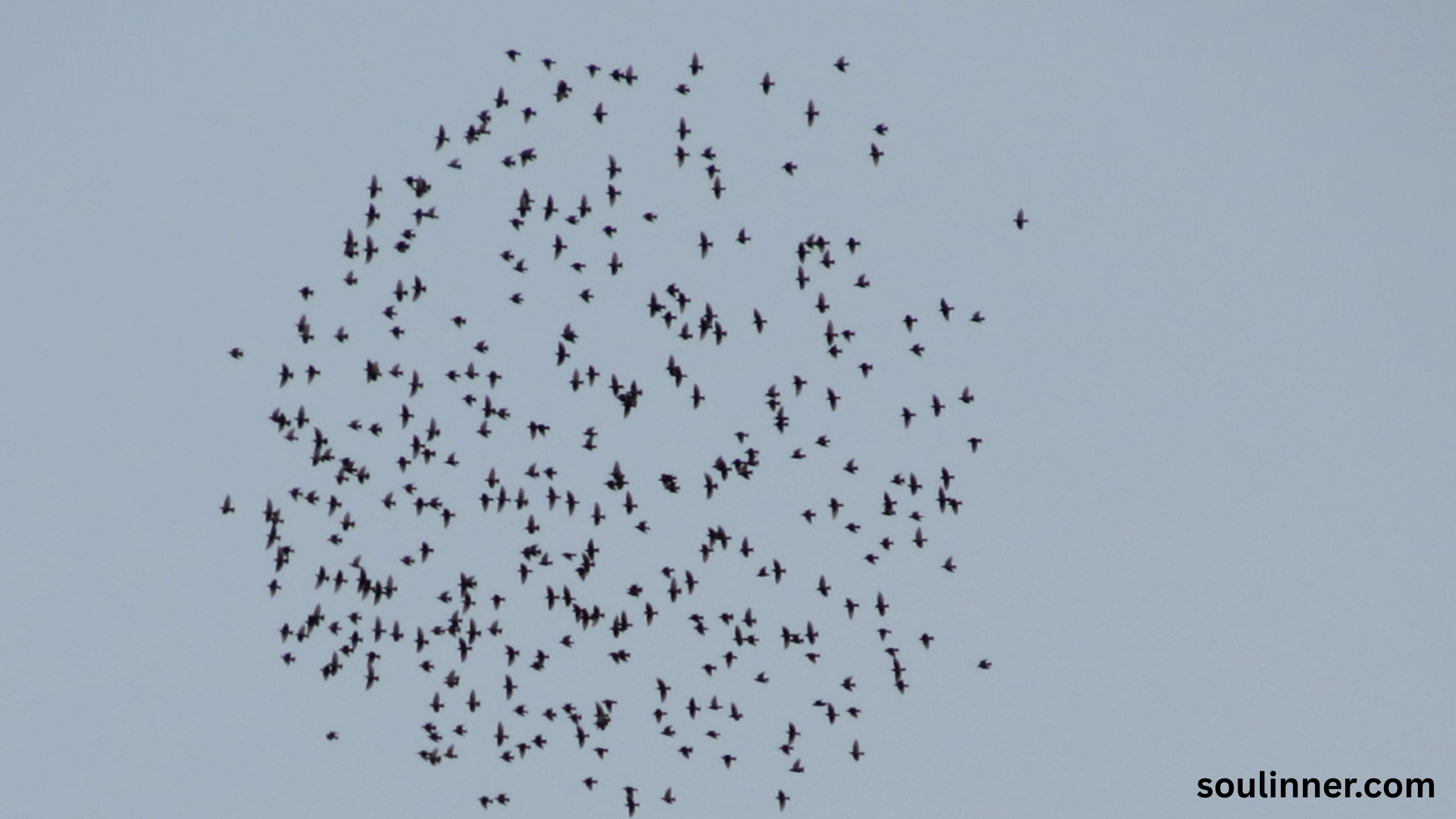 Birds Flying In A Circle Spiritual Meaning