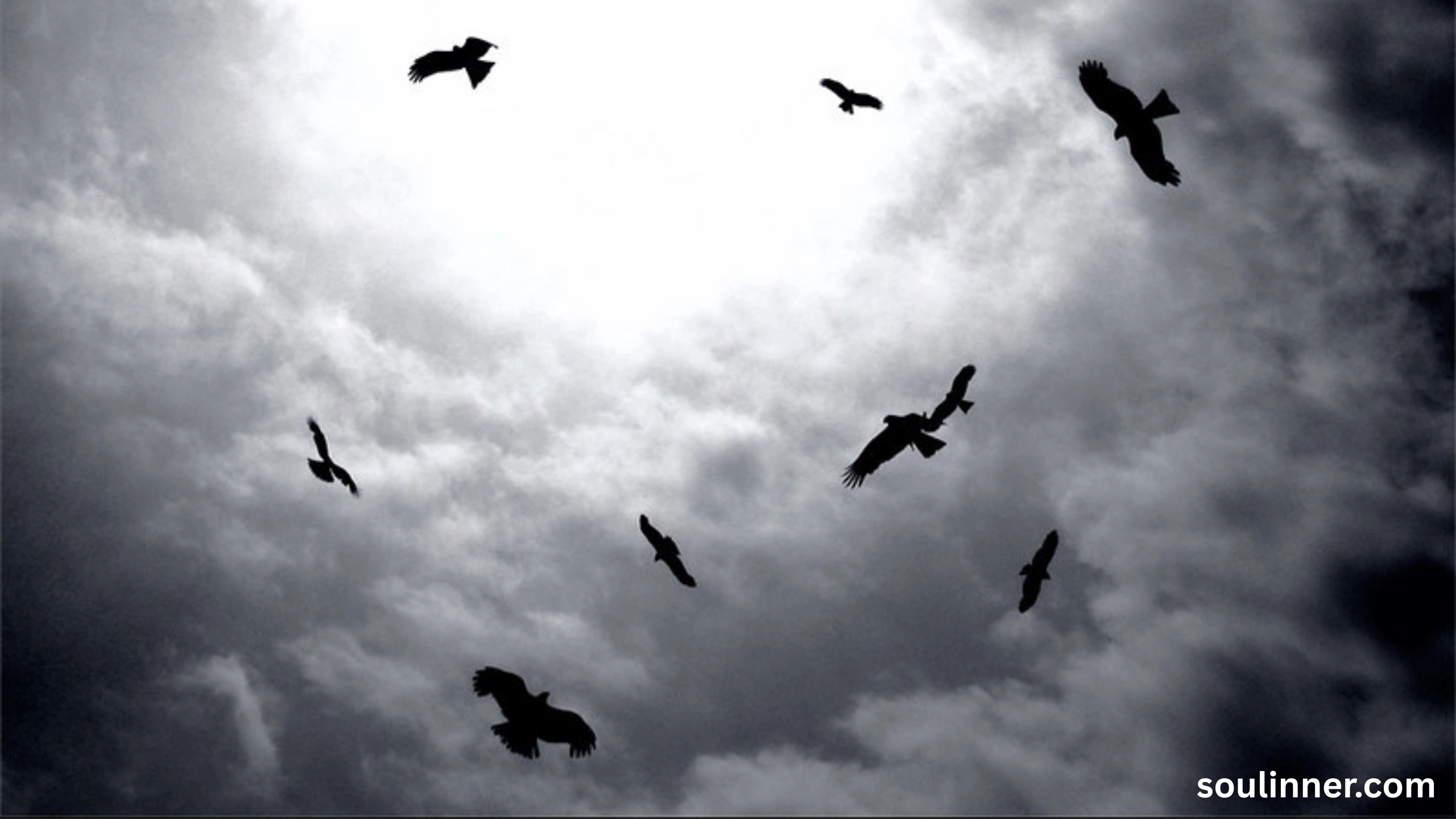 Birds Flying In A Circle Spiritual Meaning