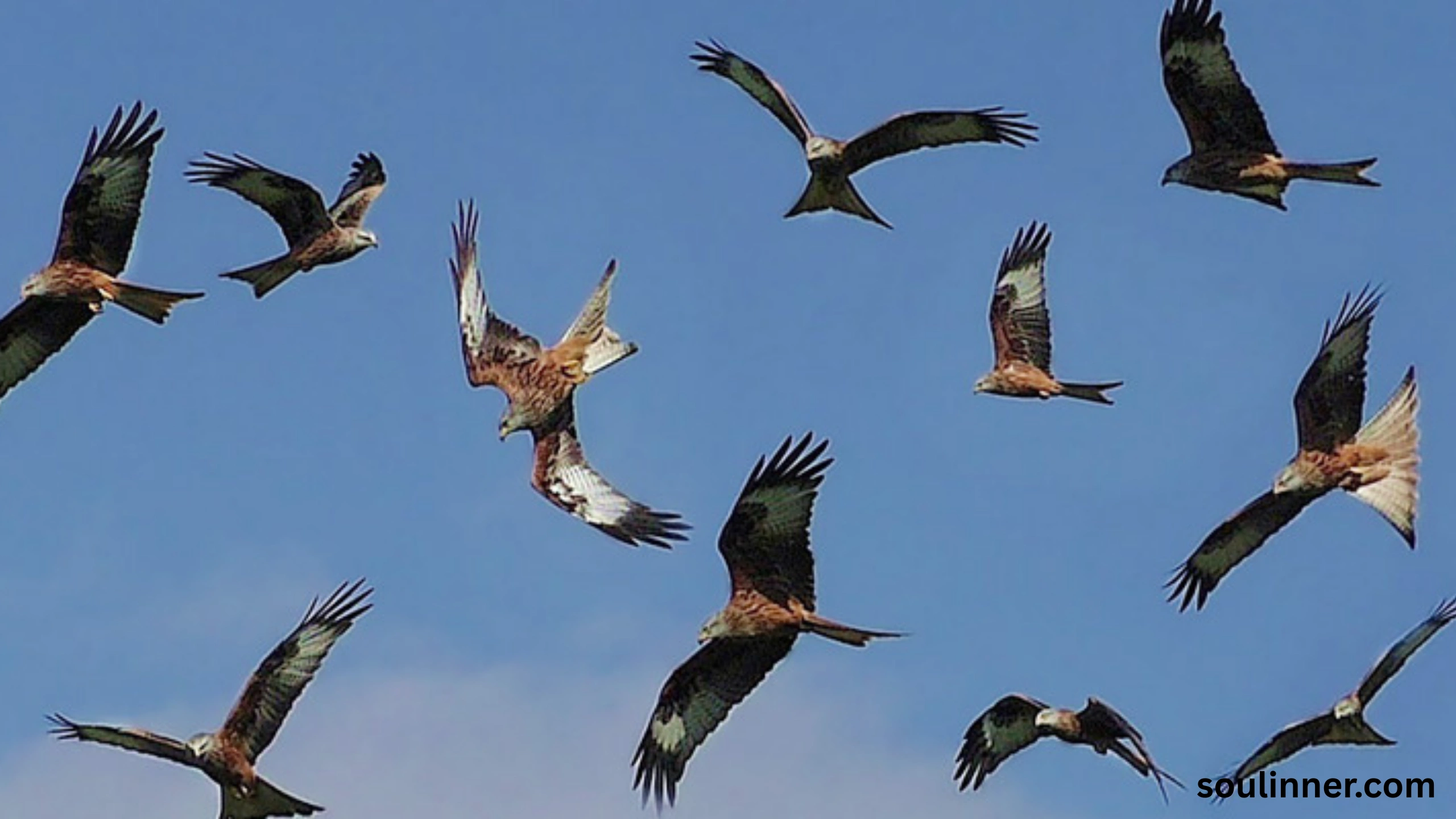 Birds Flying In A Circle Spiritual Meaning