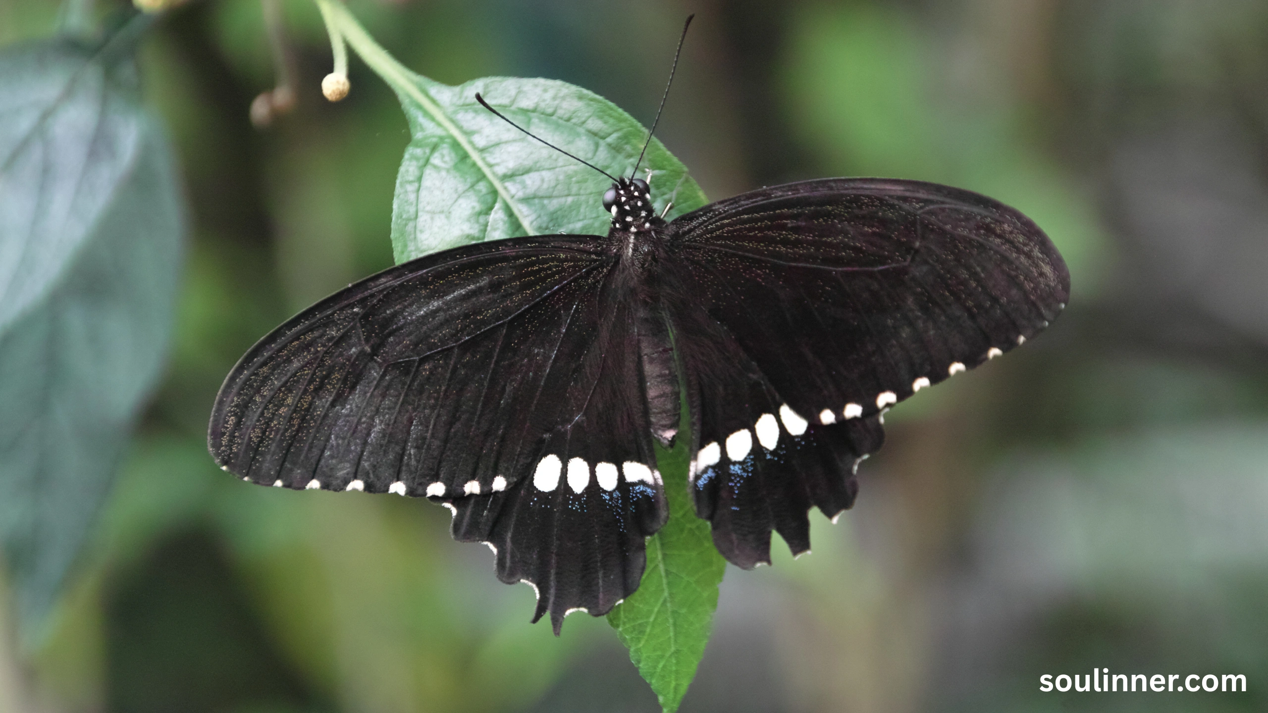 Black Butterfly Spiritual Meaning