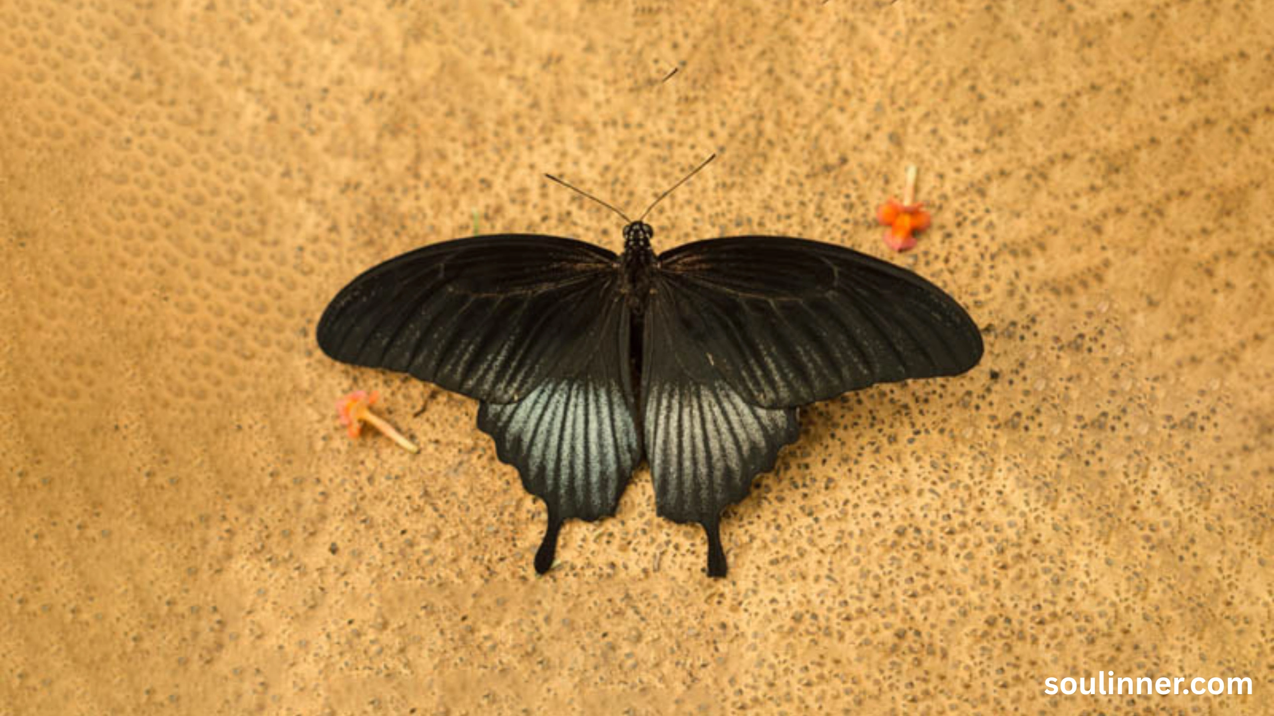Black Butterfly Spiritual Meaning