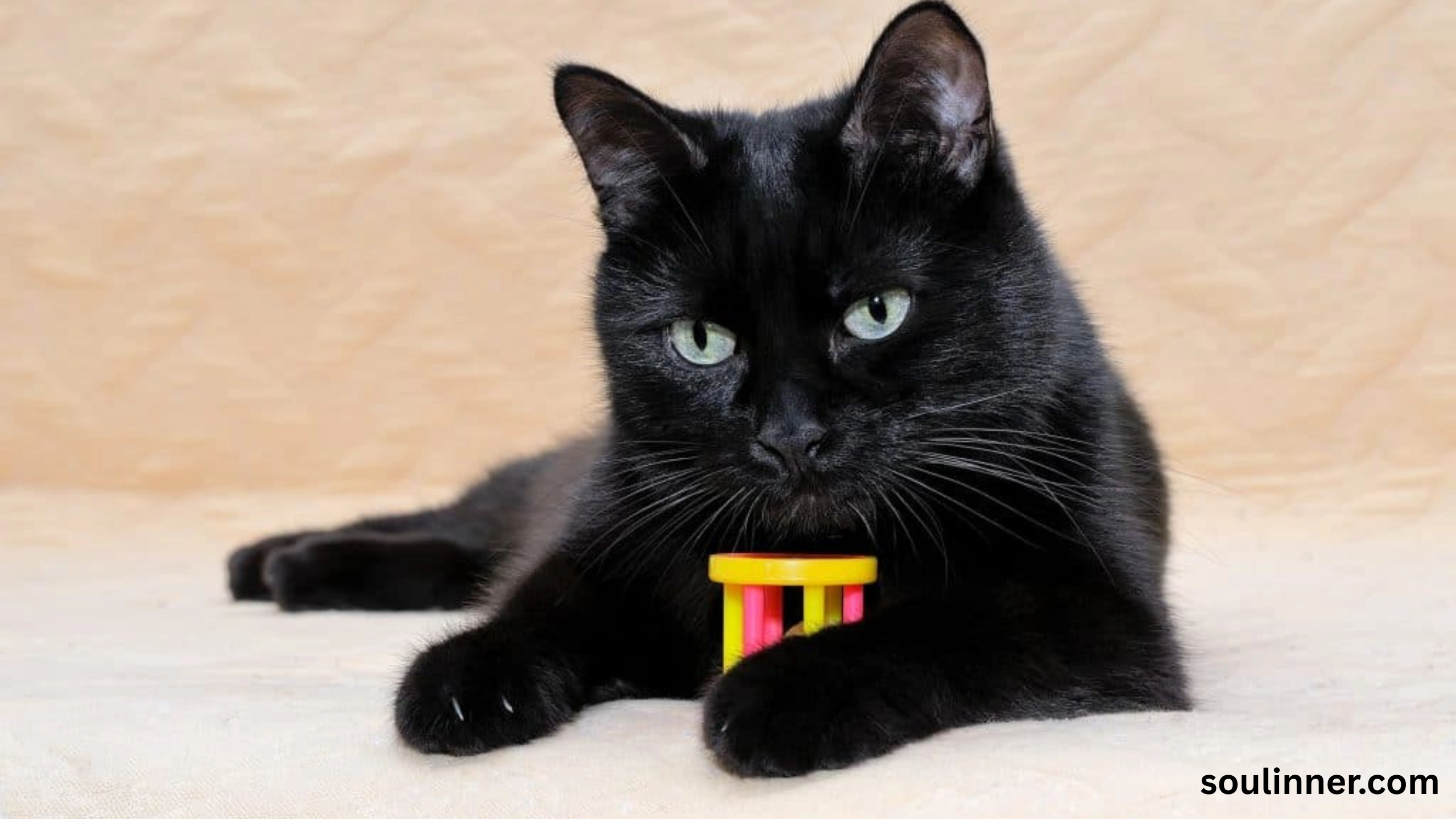 Black Cat with Green Eyes Spiritual Meaning