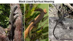 Black Lizard Spiritual Meaning