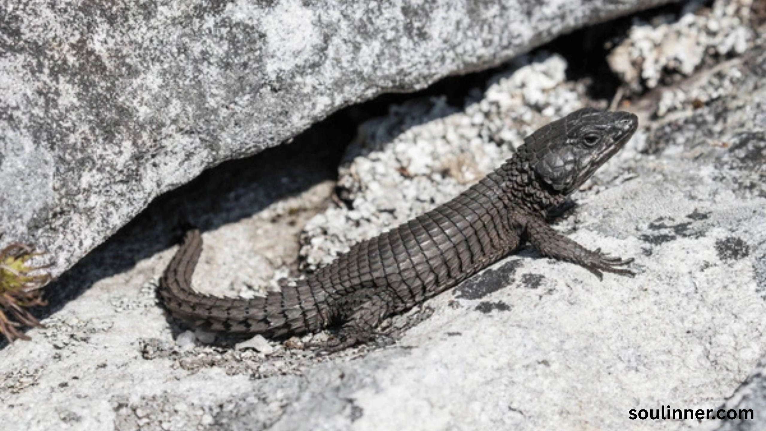 Black Lizard Spiritual Meaning