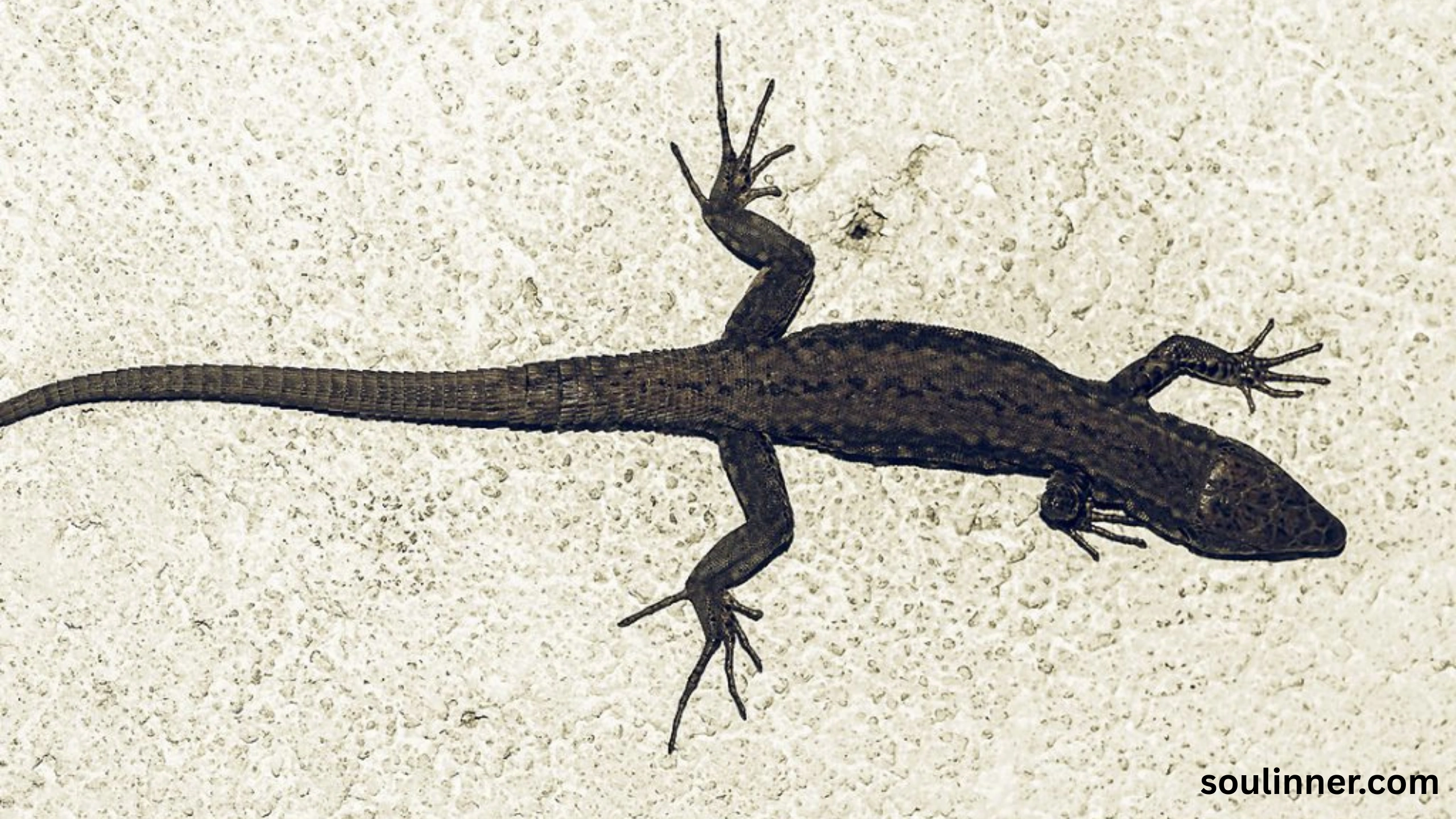 Black Lizard Spiritual Meaning 