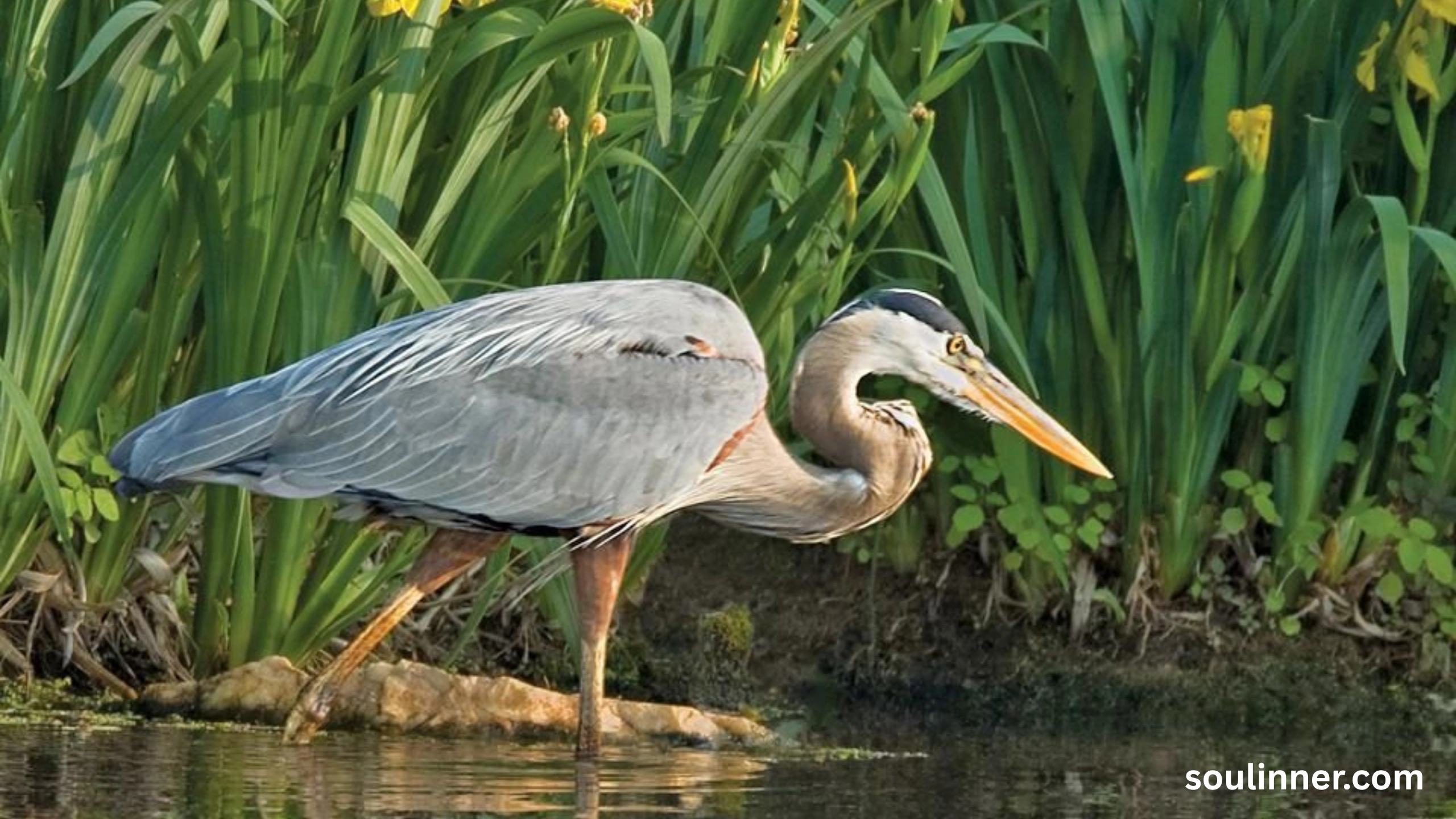 Blue Heron Spiritual Meaning