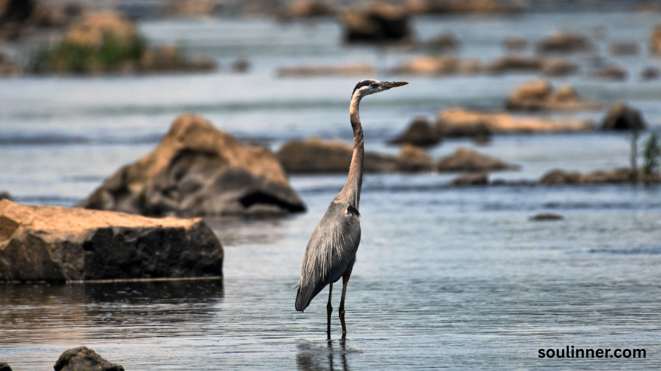 Blue Heron Spiritual Meaning