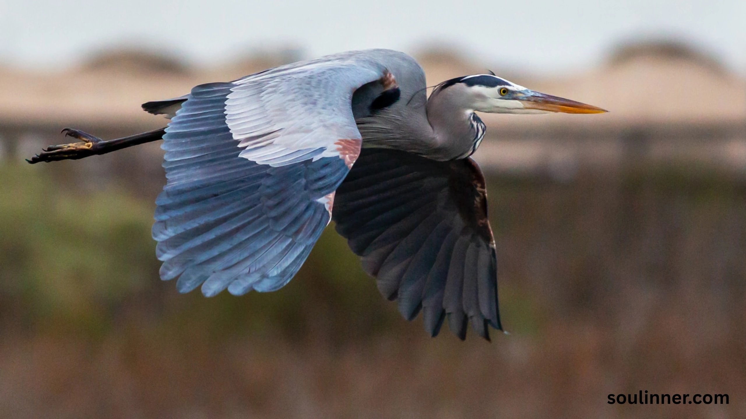 Blue Heron Spiritual Meaning