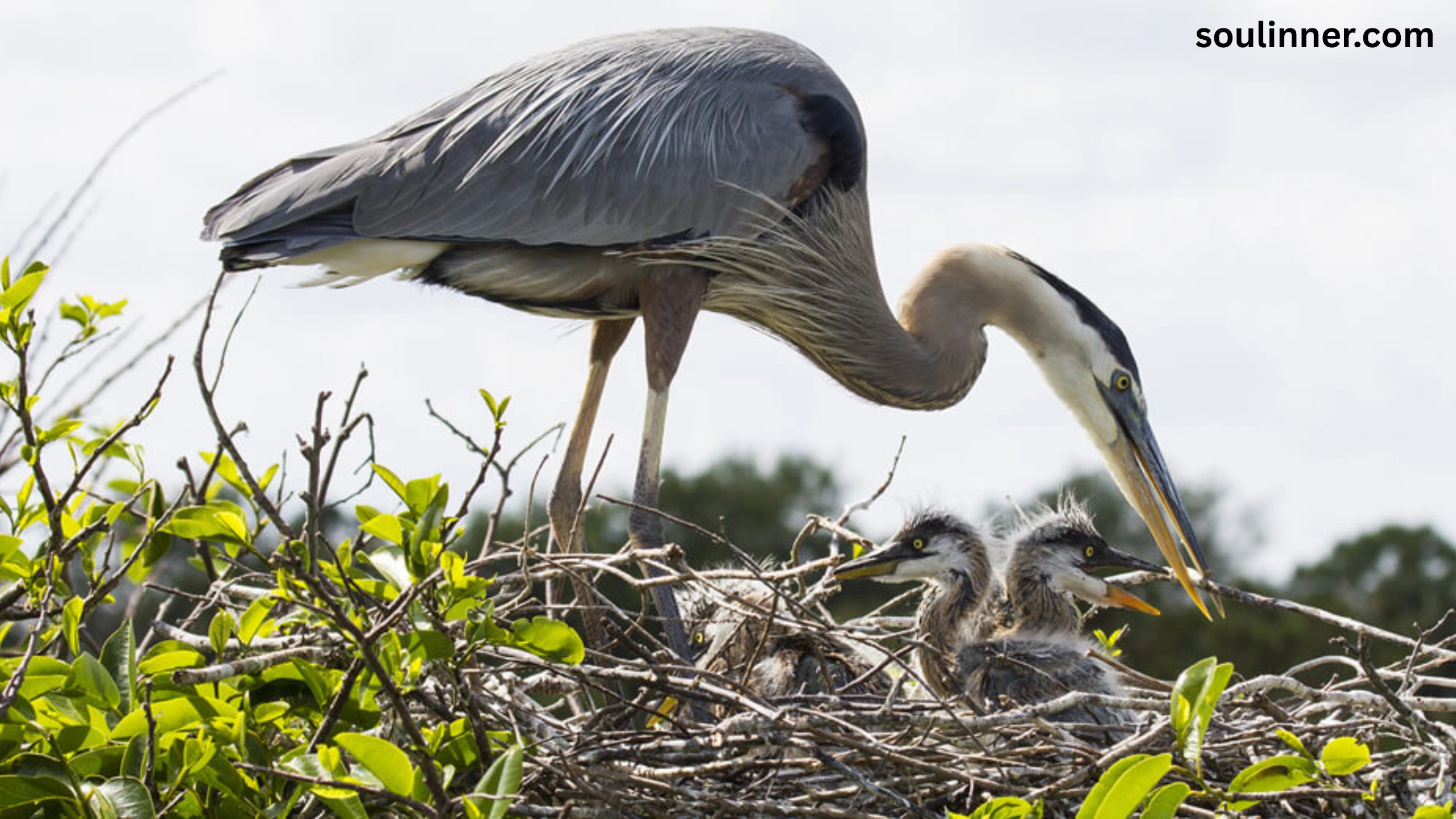 Blue Heron Spiritual Meaning