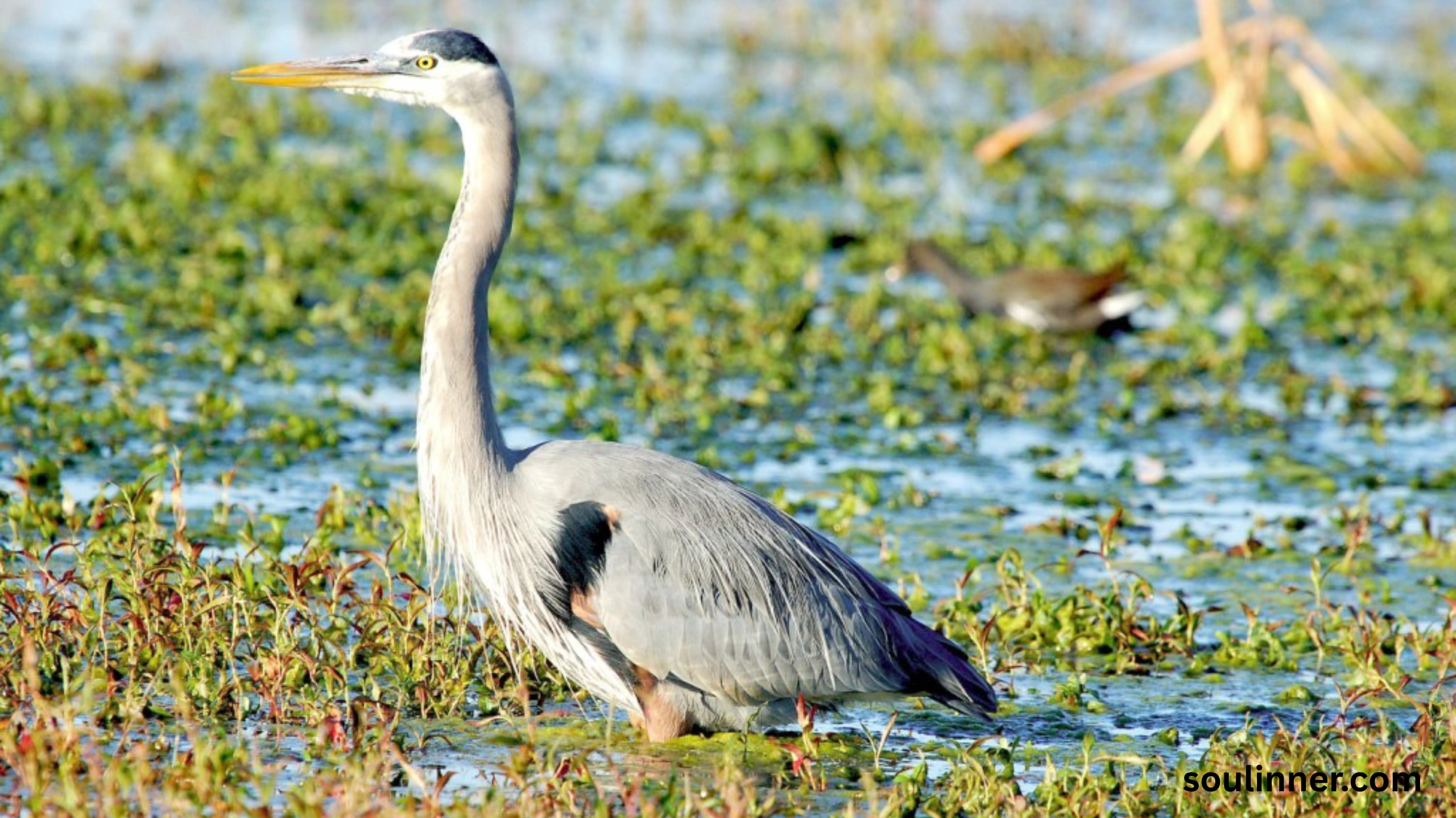 Blue Heron Spiritual Meaning