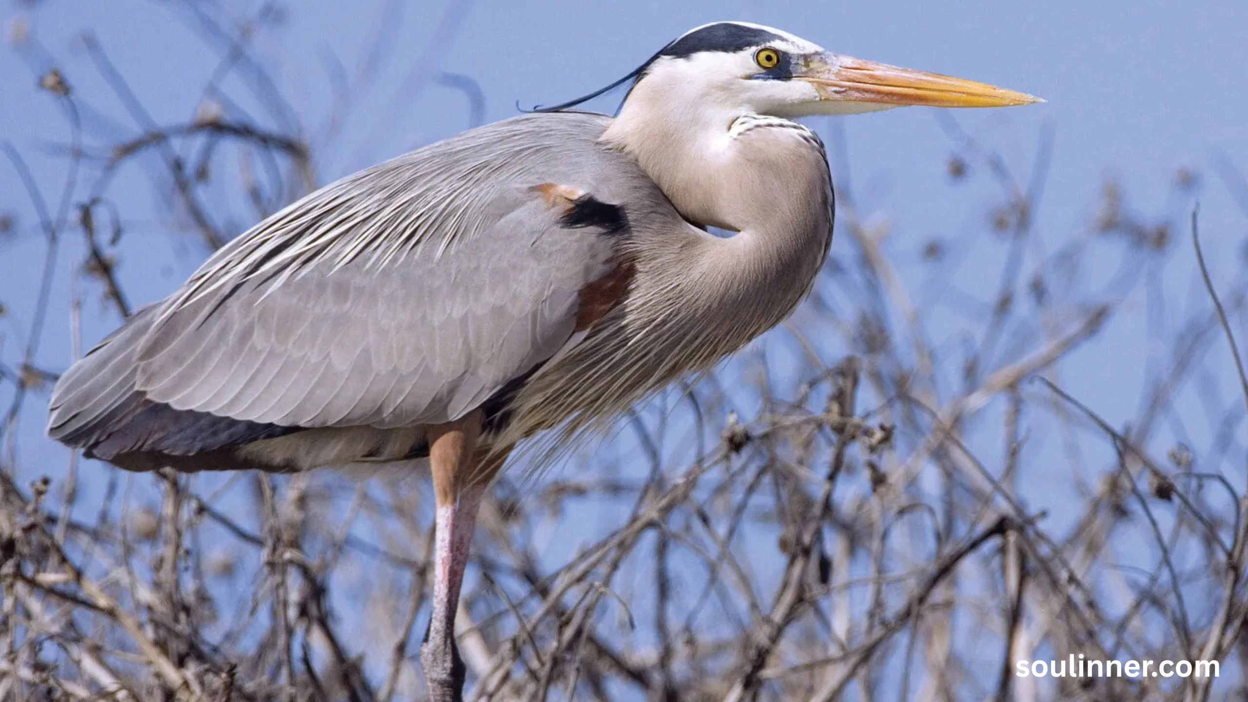 Blue Heron Spiritual Meaning