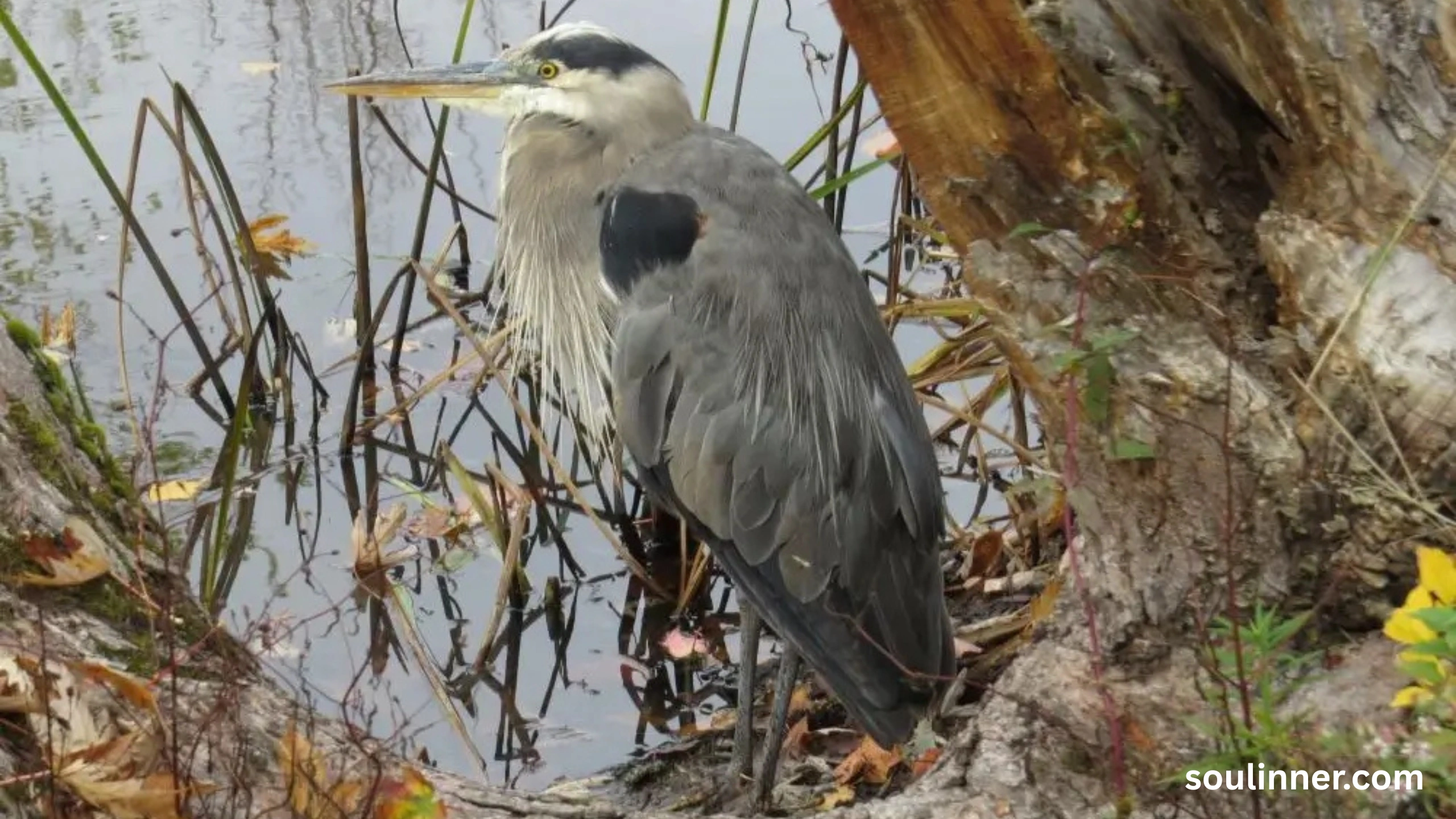 Blue Heron Spiritual Meaning