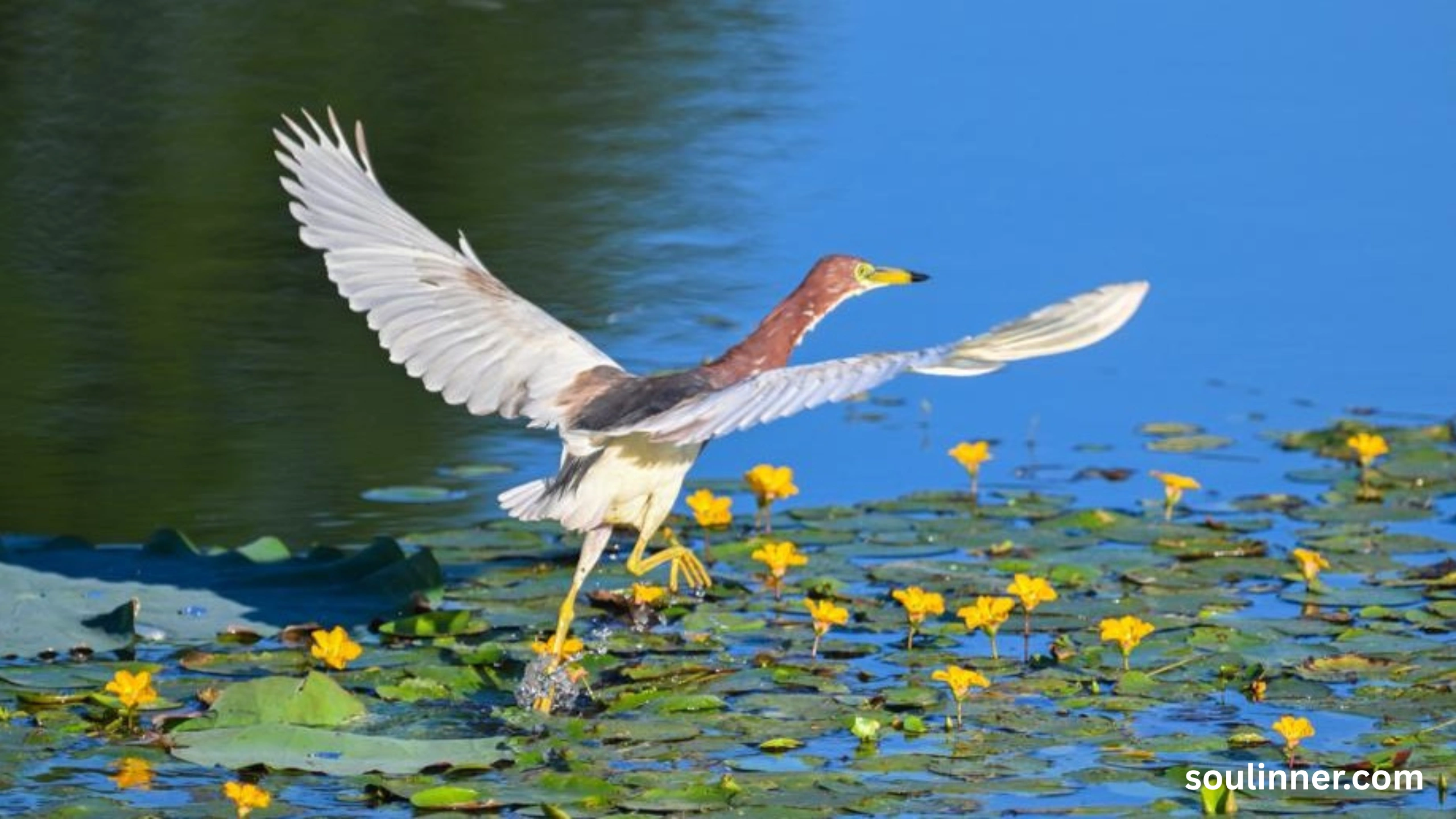 Blue Heron Spiritual Meaning