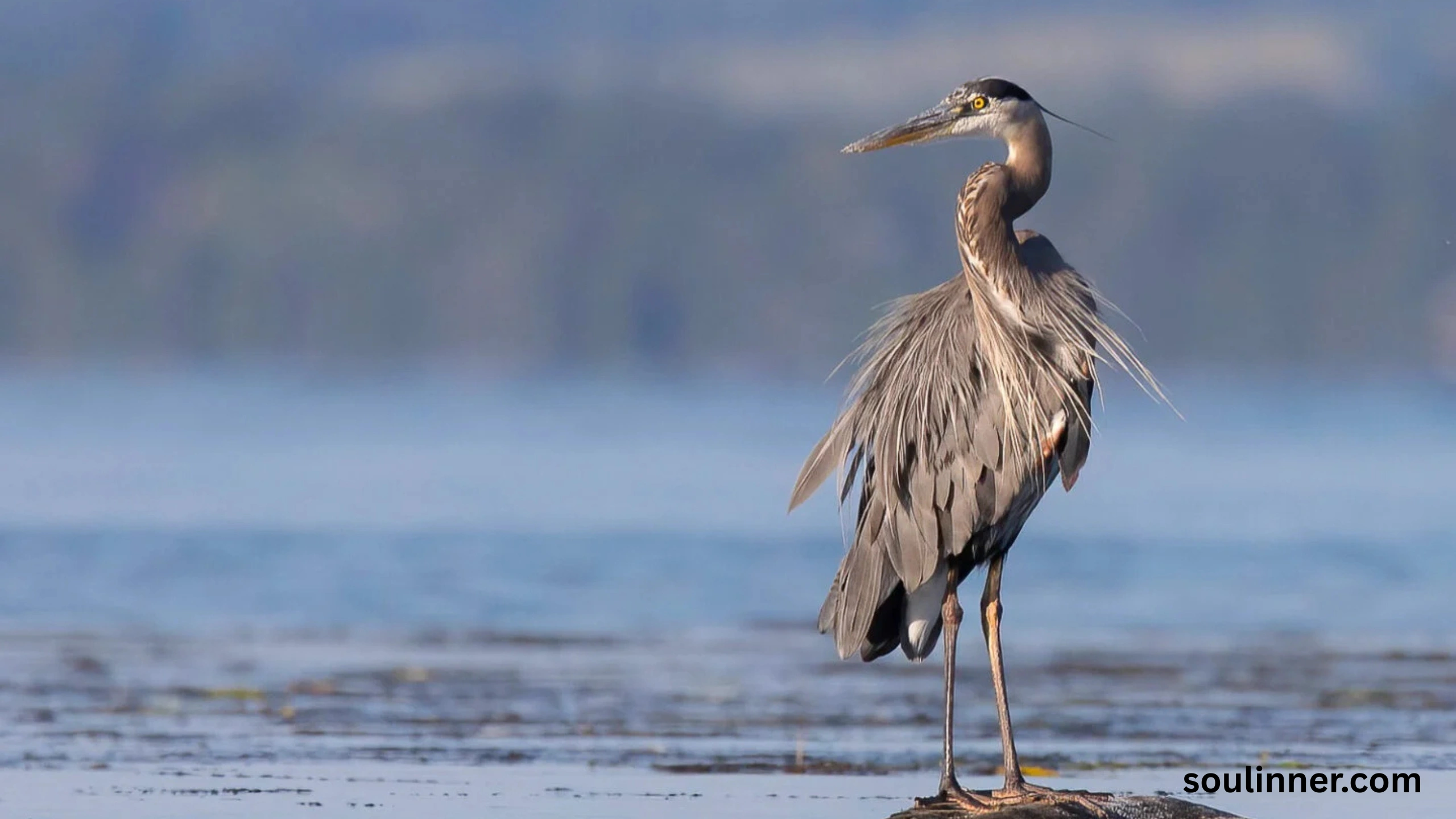 Blue Heron Spiritual Meaning