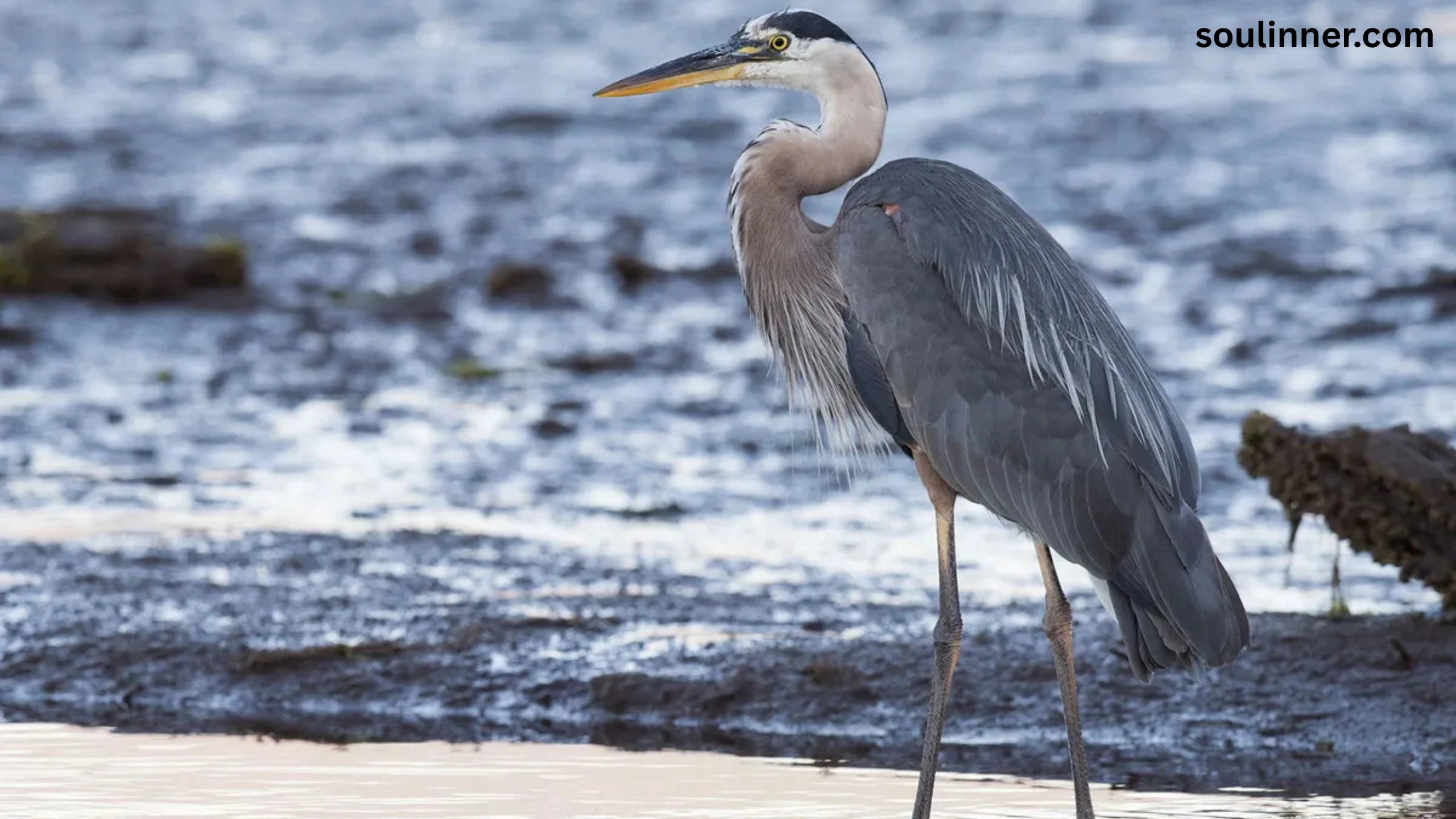 Blue Heron Spiritual Meaning
