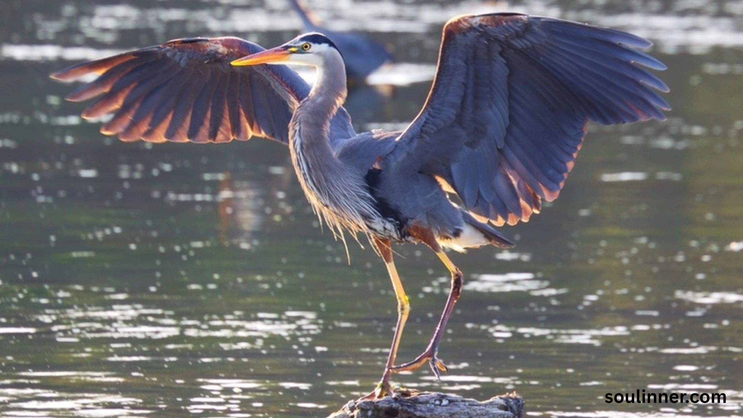 Blue Heron Spiritual Meaning