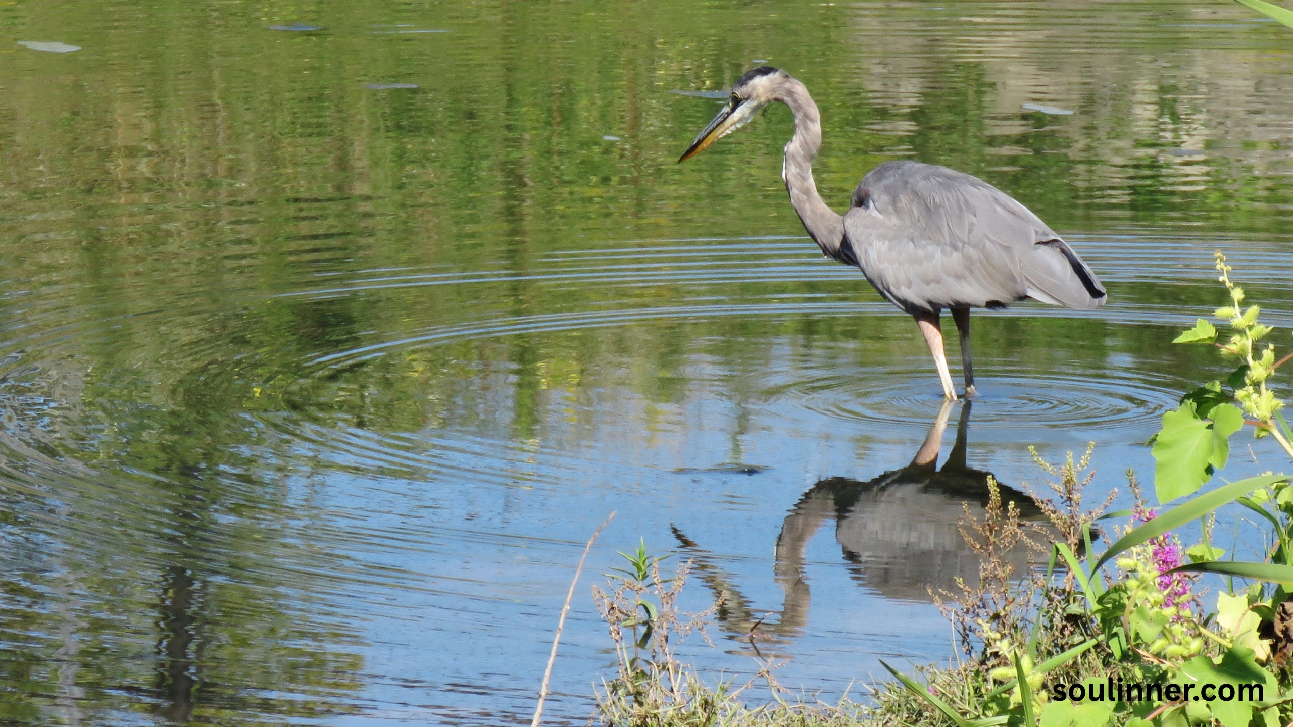 Blue Heron Spiritual Meaning
