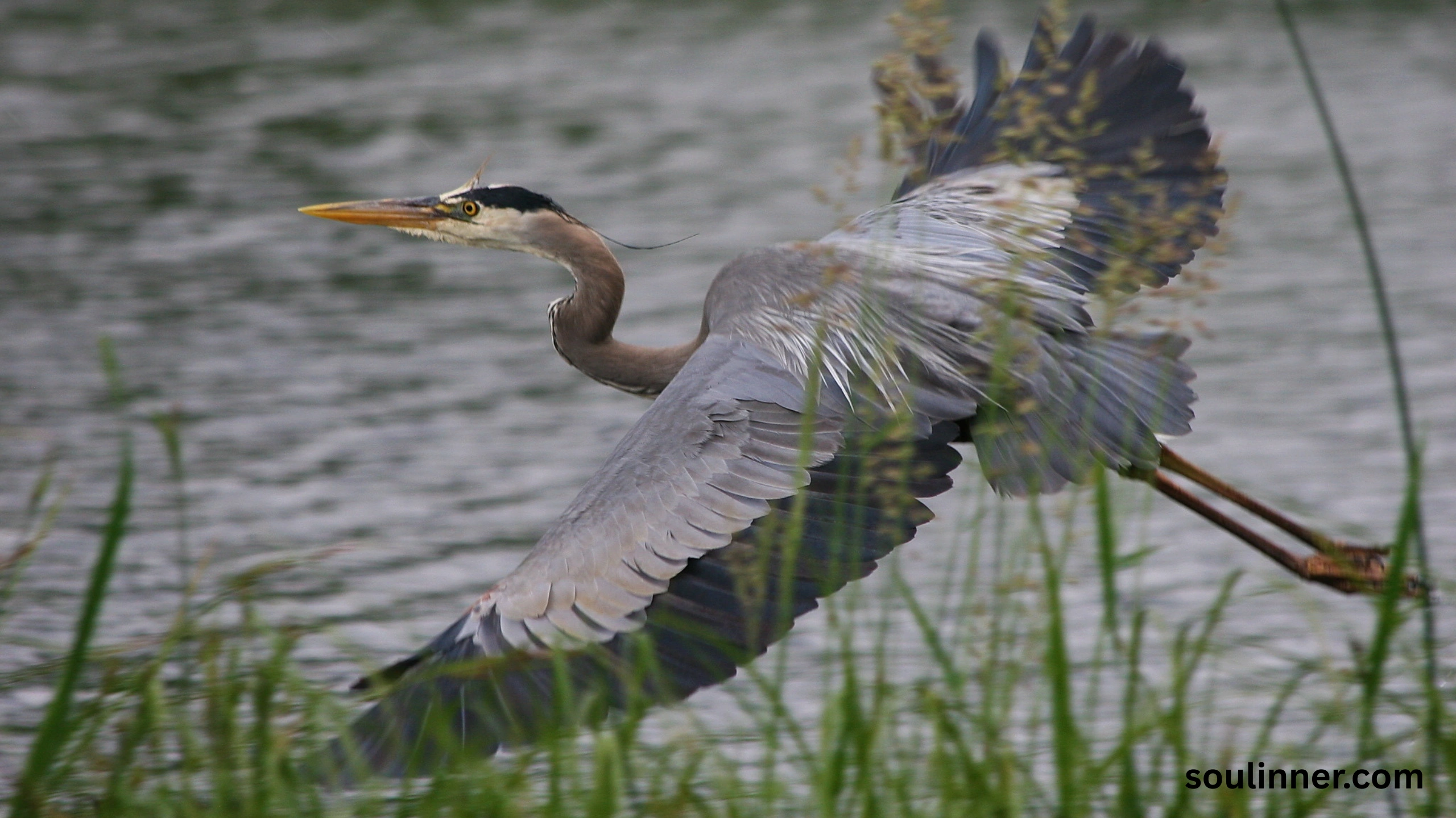 Blue Heron Spiritual Meaning