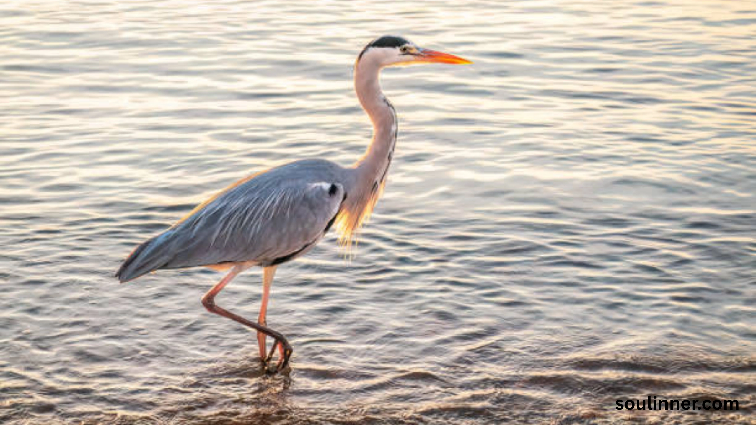 Blue Heron Spiritual Meaning